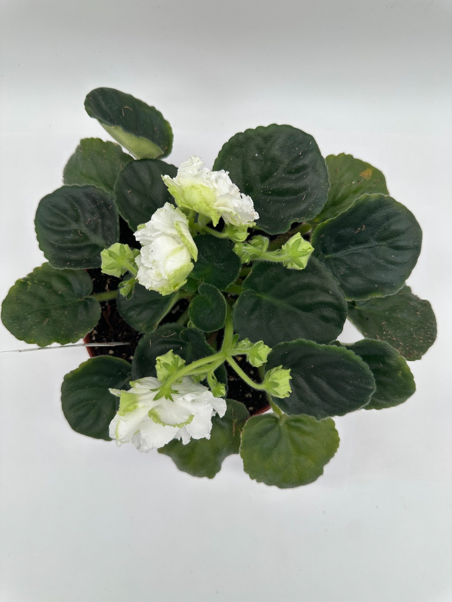 White Queen - Live African Violet 6"