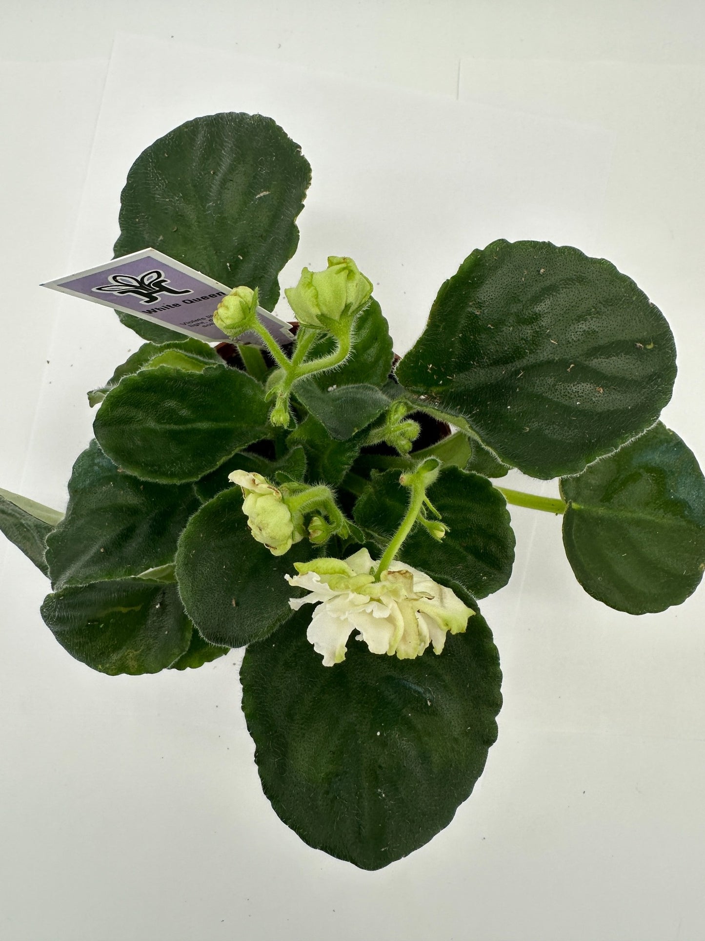 White Queen - Live African Violet 4"
