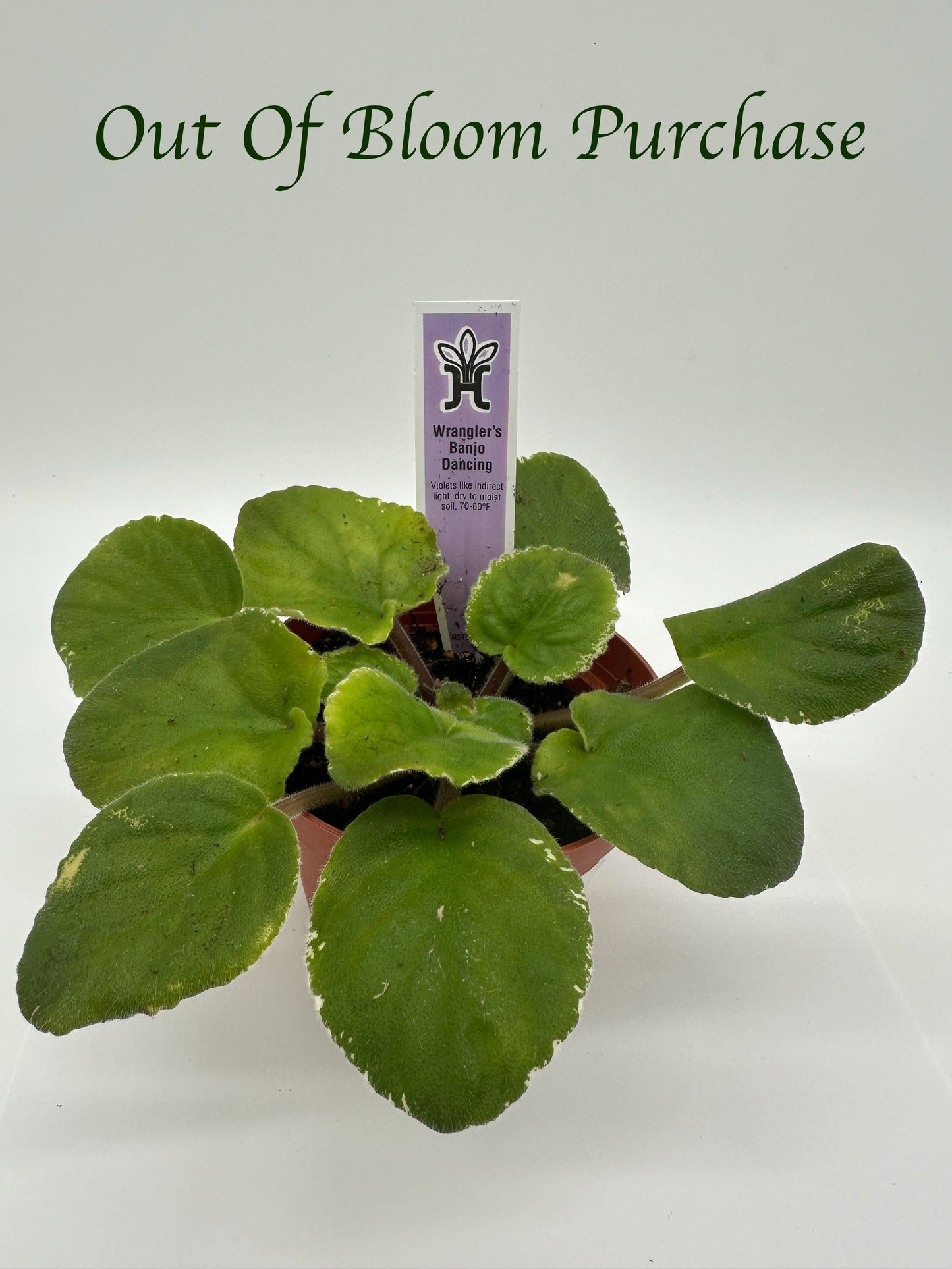 Wrangler's Banjo Dancing - Live African Violet 4"