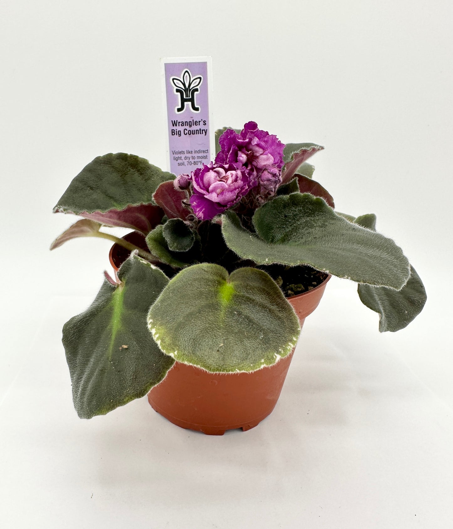 Wrangler's Big Country - Live African Violet 4"