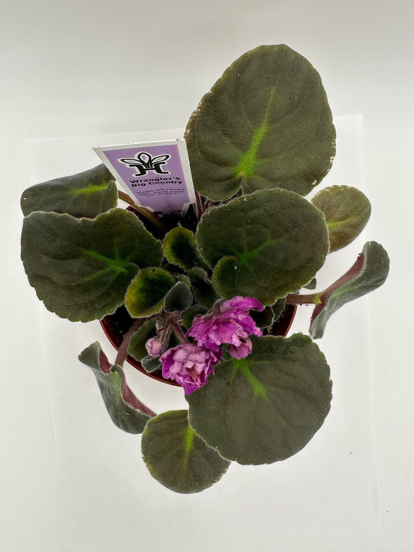 Wrangler's Big Country - Live African Violet 4"