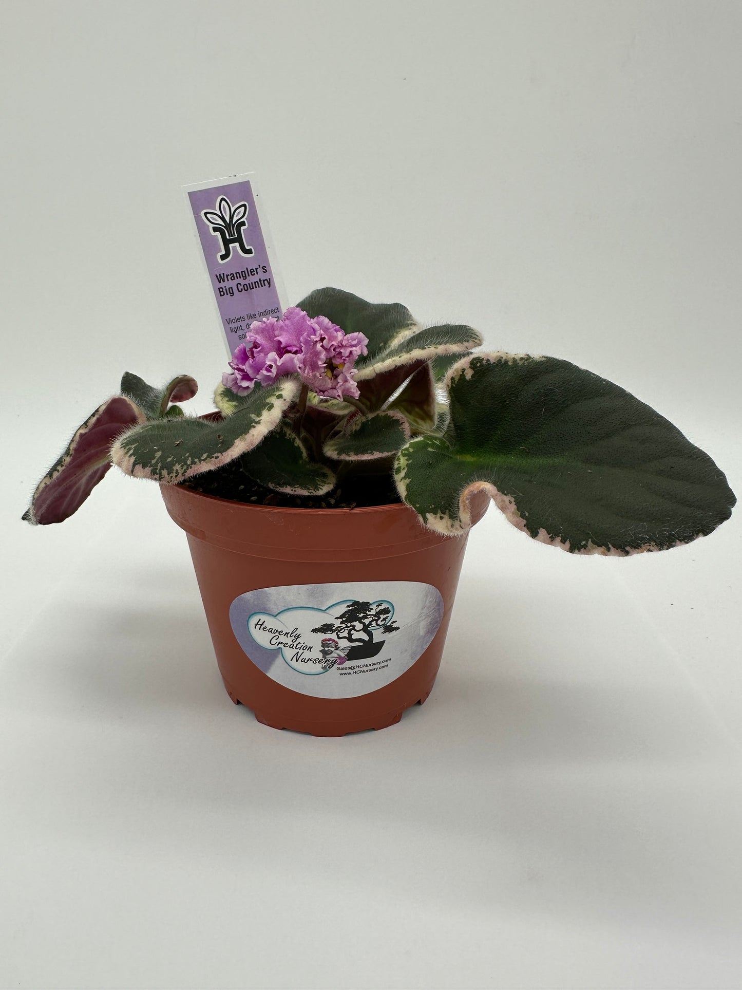 Wrangler's Big Country - Live African Violet 4"