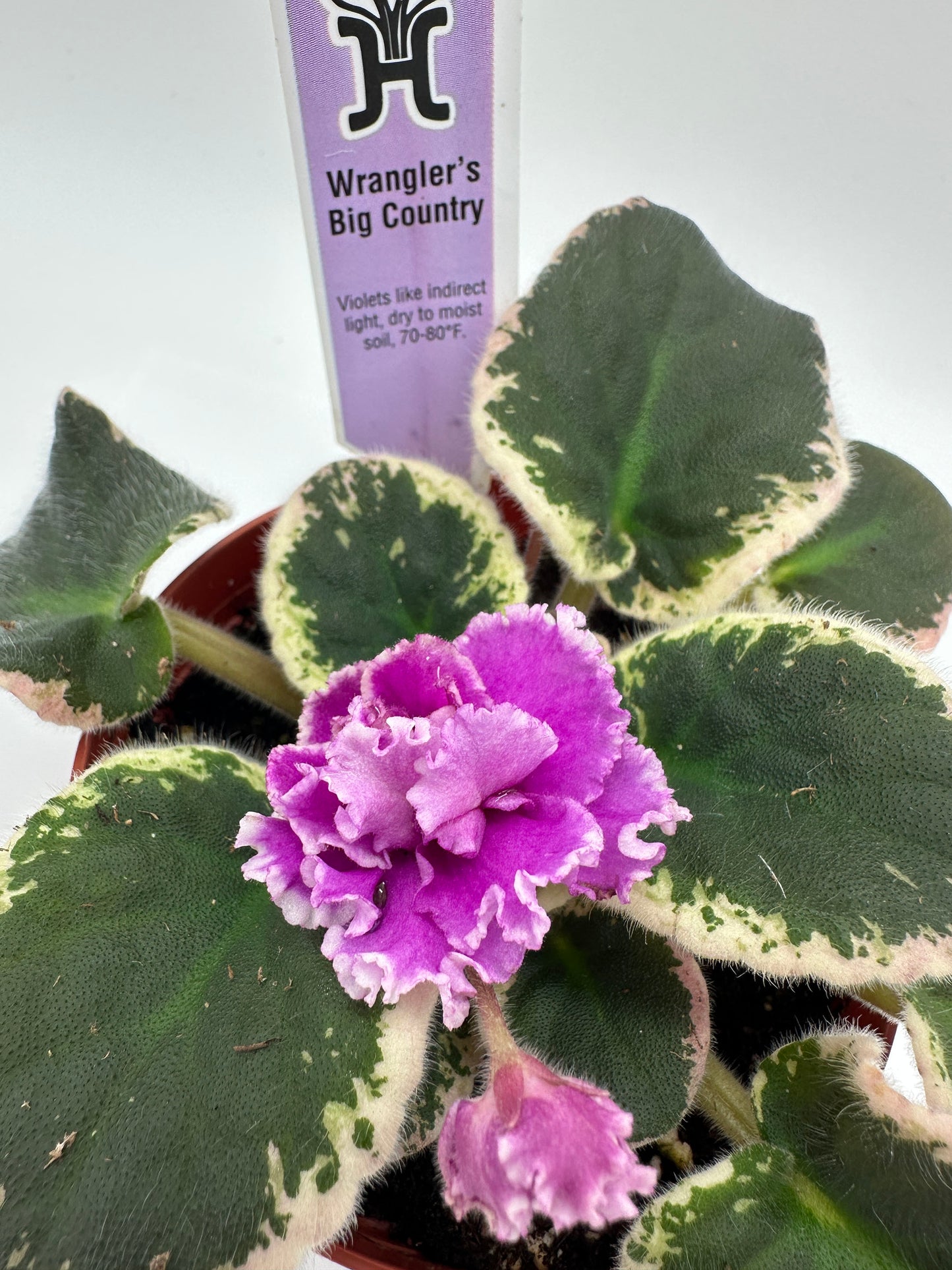 Wrangler's Big Country - Live African Violet 4"