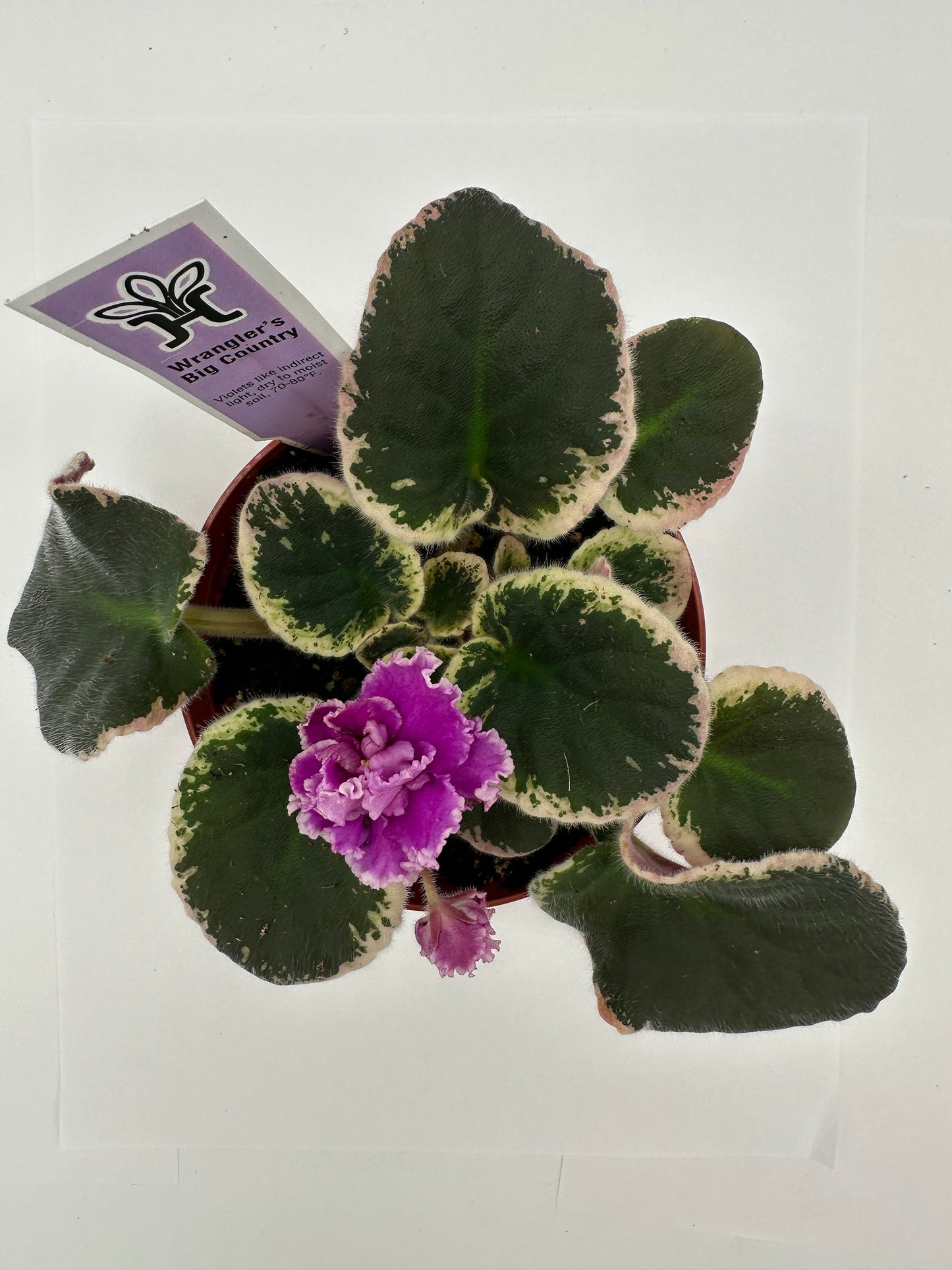 Wrangler's Big Country - Live African Violet 4"
