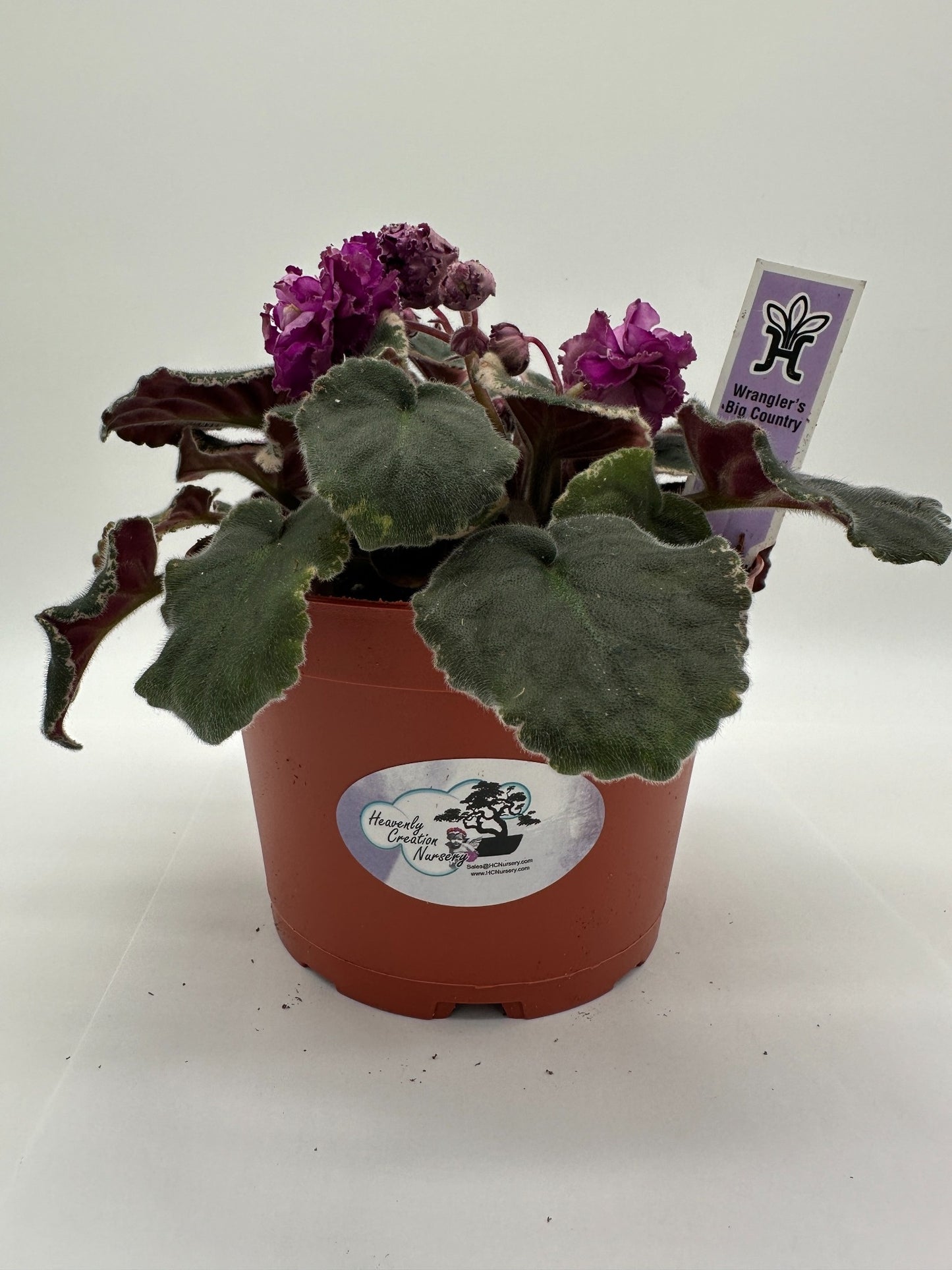 Wrangler's Big Country - Live African Violet 6"