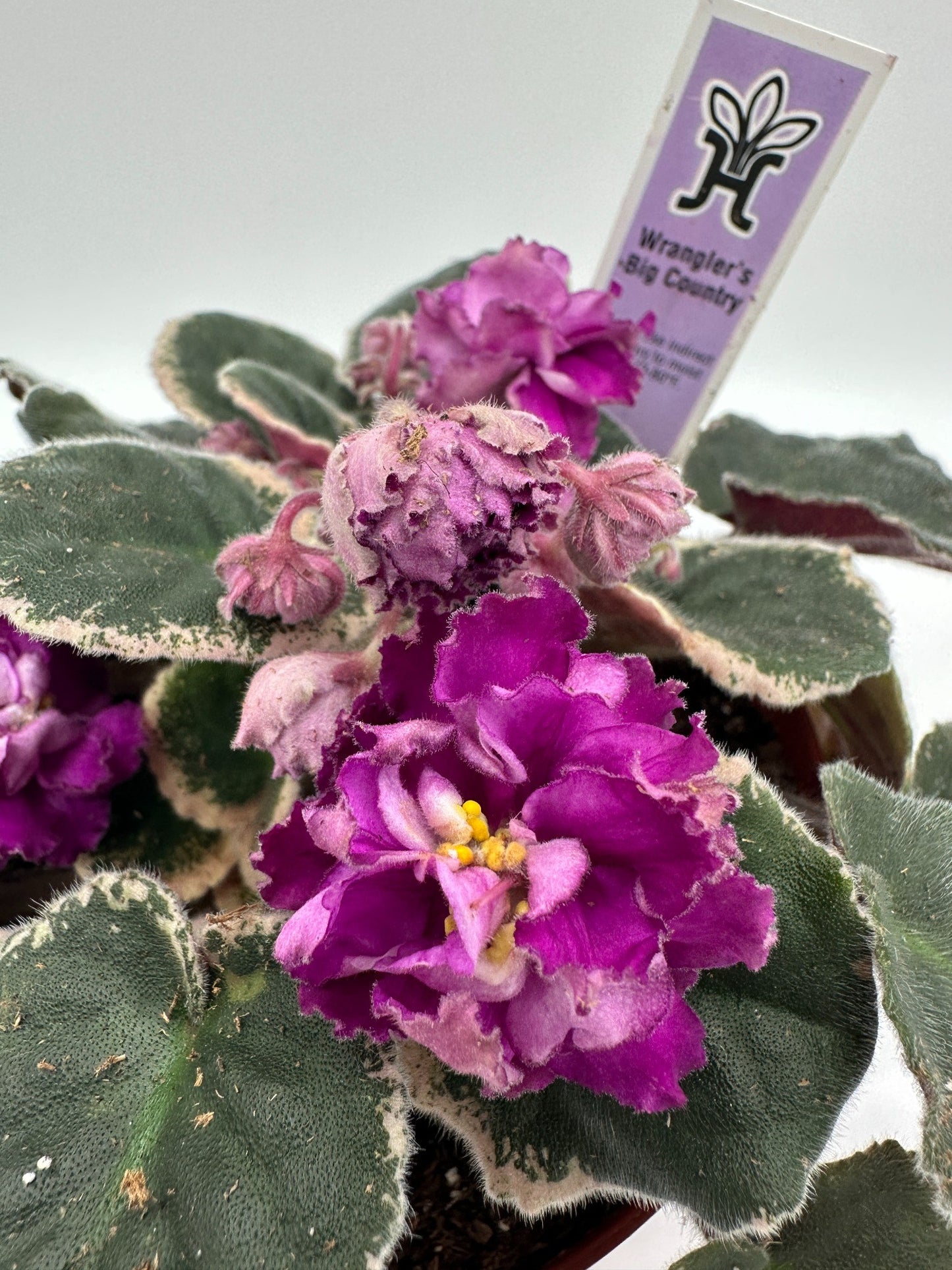 Wrangler's Big Country - Live African Violet 6"