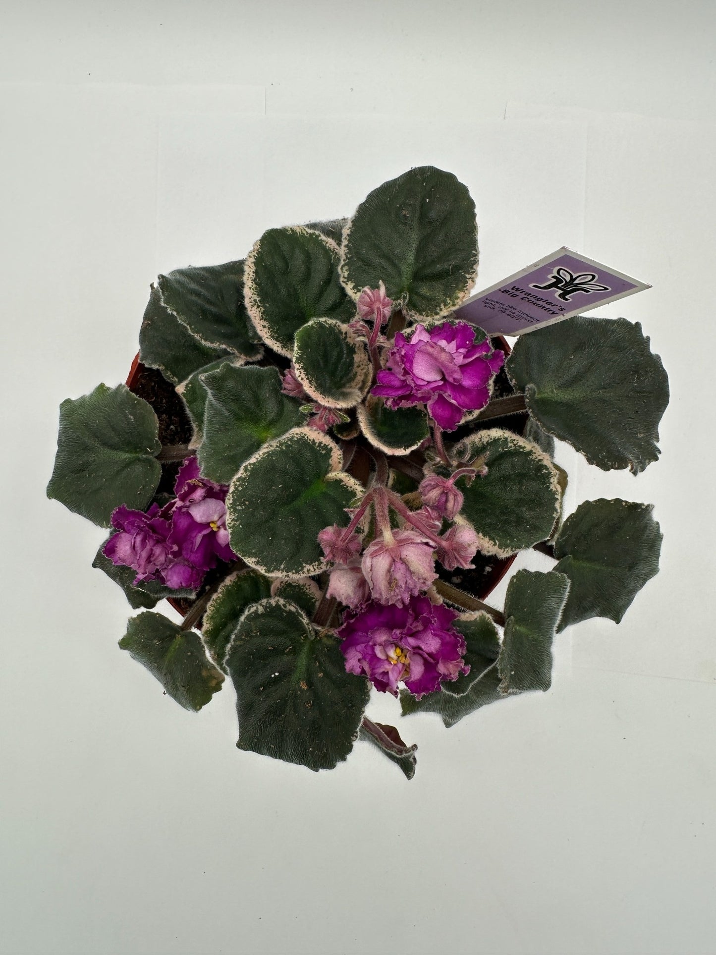Wrangler's Big Country - Live African Violet 6"