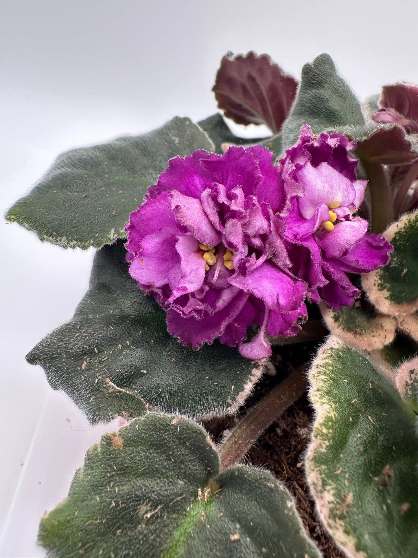 Wrangler's Big Country - Live African Violet 6"