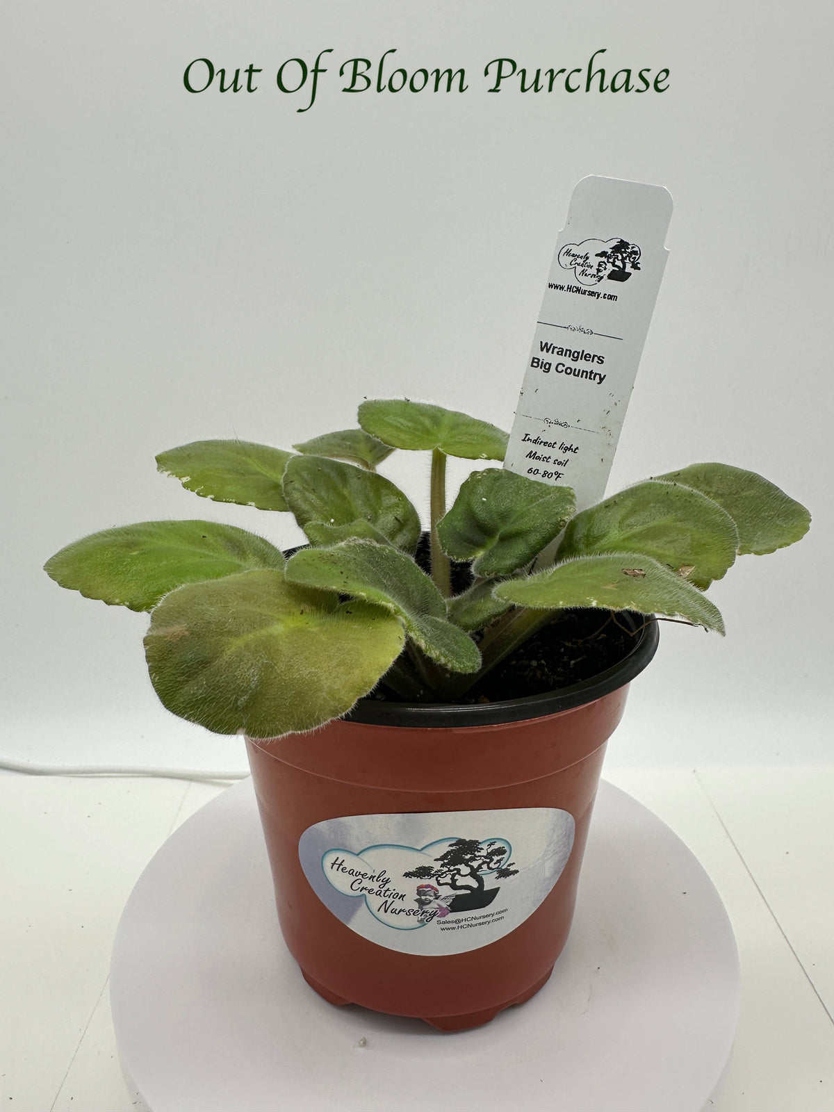 Wrangler's Big Country - Live African Violet 4"