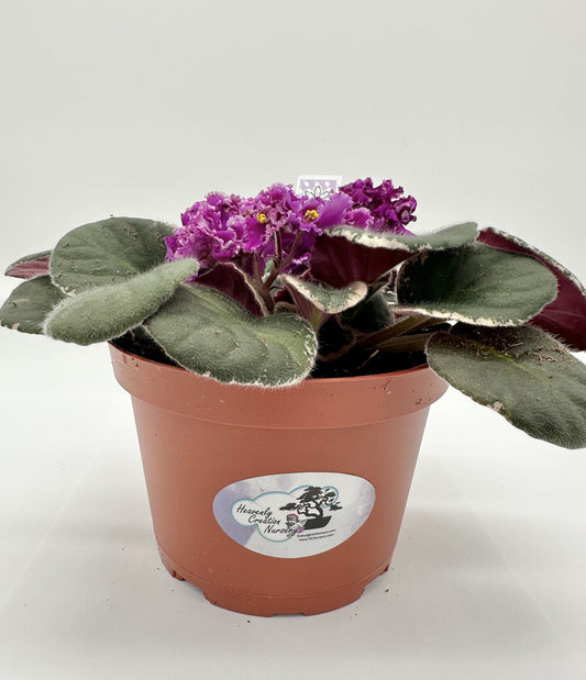 Wrangler's Boot Stompin' - Live African Violet 6"