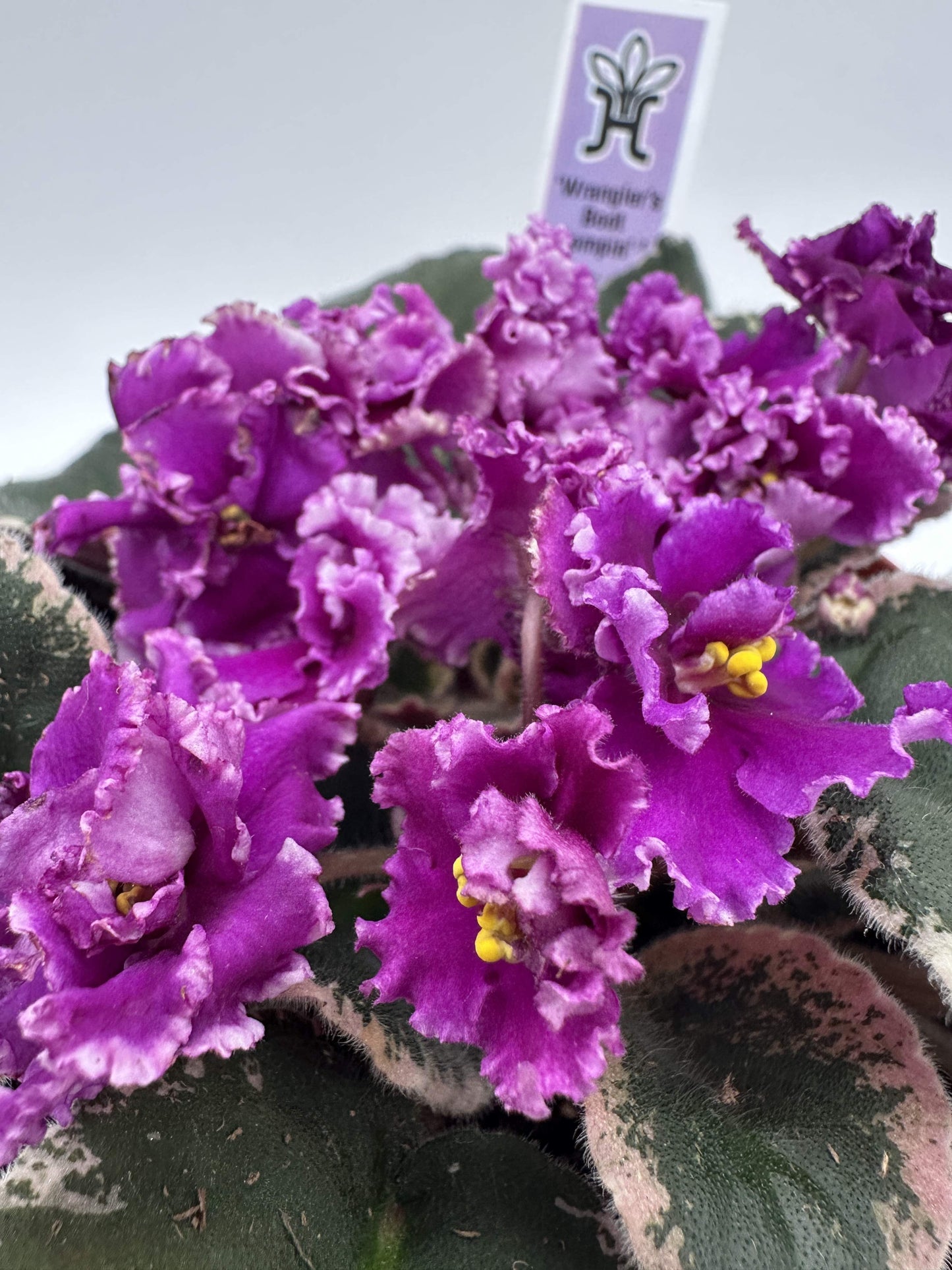 Wrangler's Boot Stompin' - Live African Violet 6"