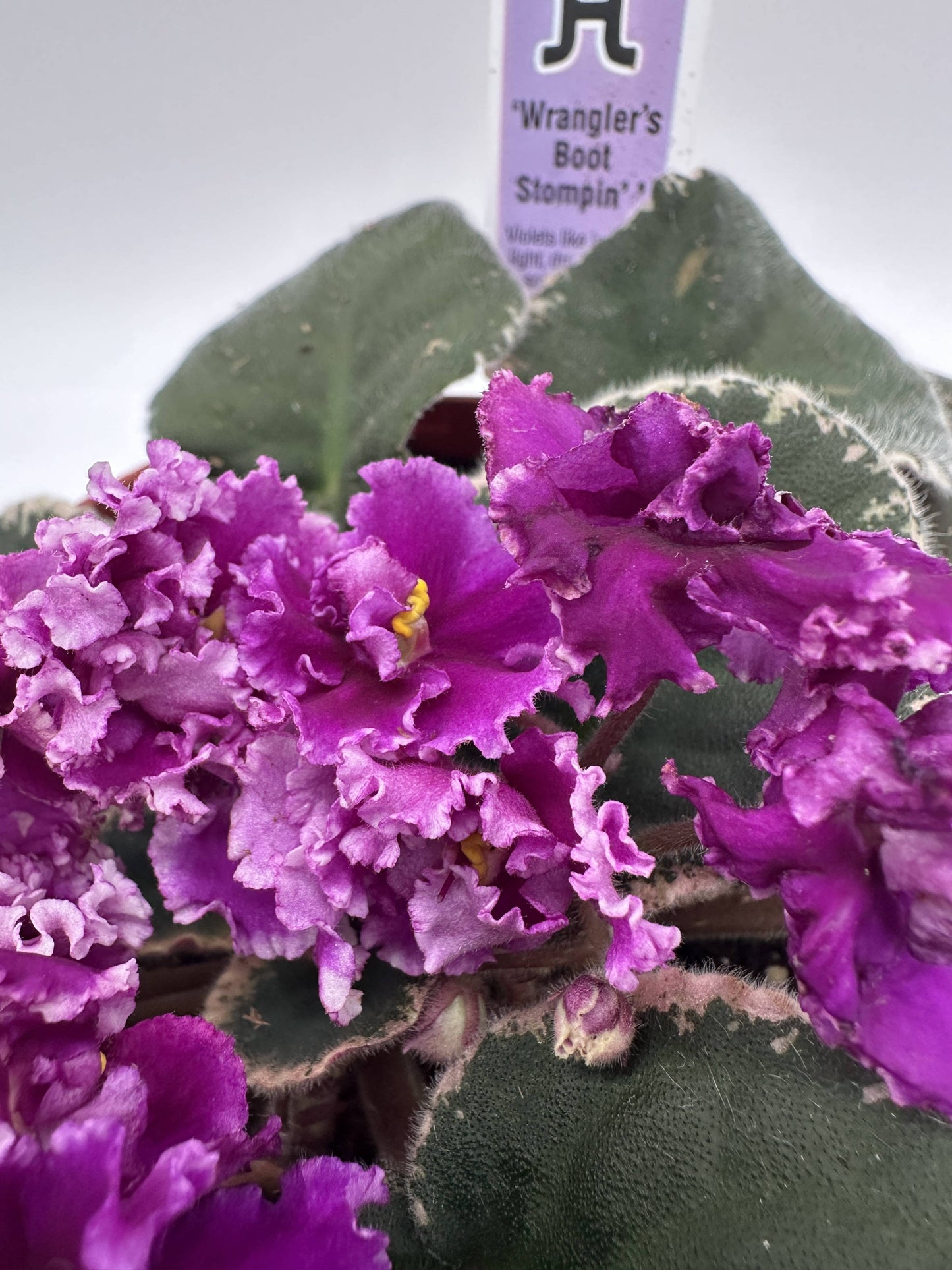 Wrangler's Boot Stompin' - Live African Violet 6"