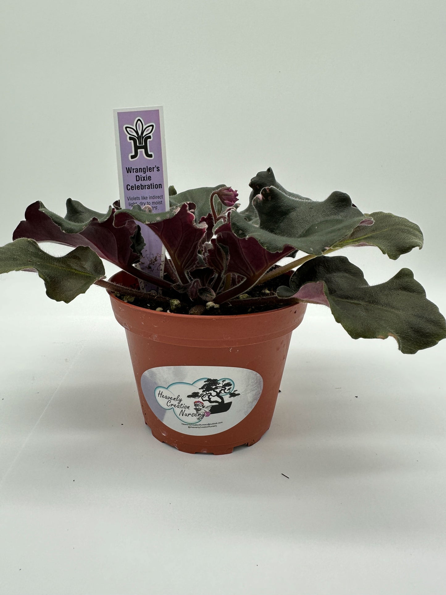 Wrangler's Dixie Celebration - Live African Violet 4"