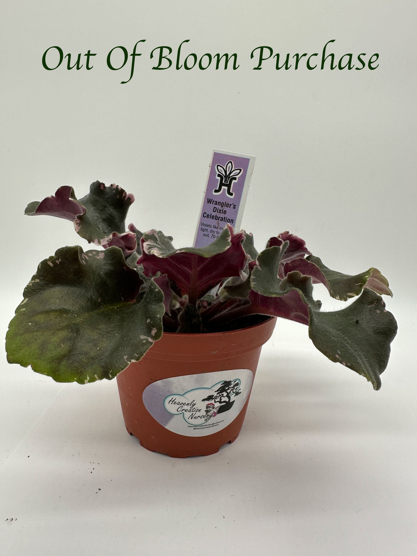 Wrangler's Dixie Celebration - Live African Violet 4"