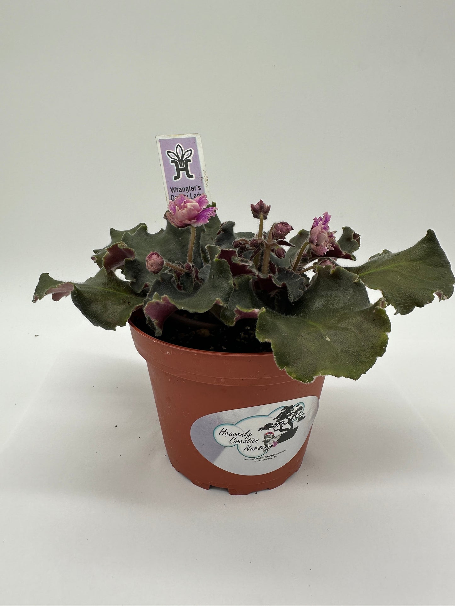 Wrangler's Gaudy Lady - Live African Violet 4"