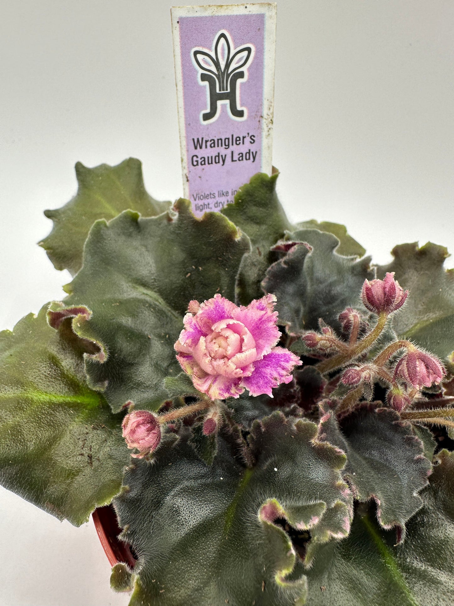 Wrangler's Gaudy Lady - Live African Violet 4"
