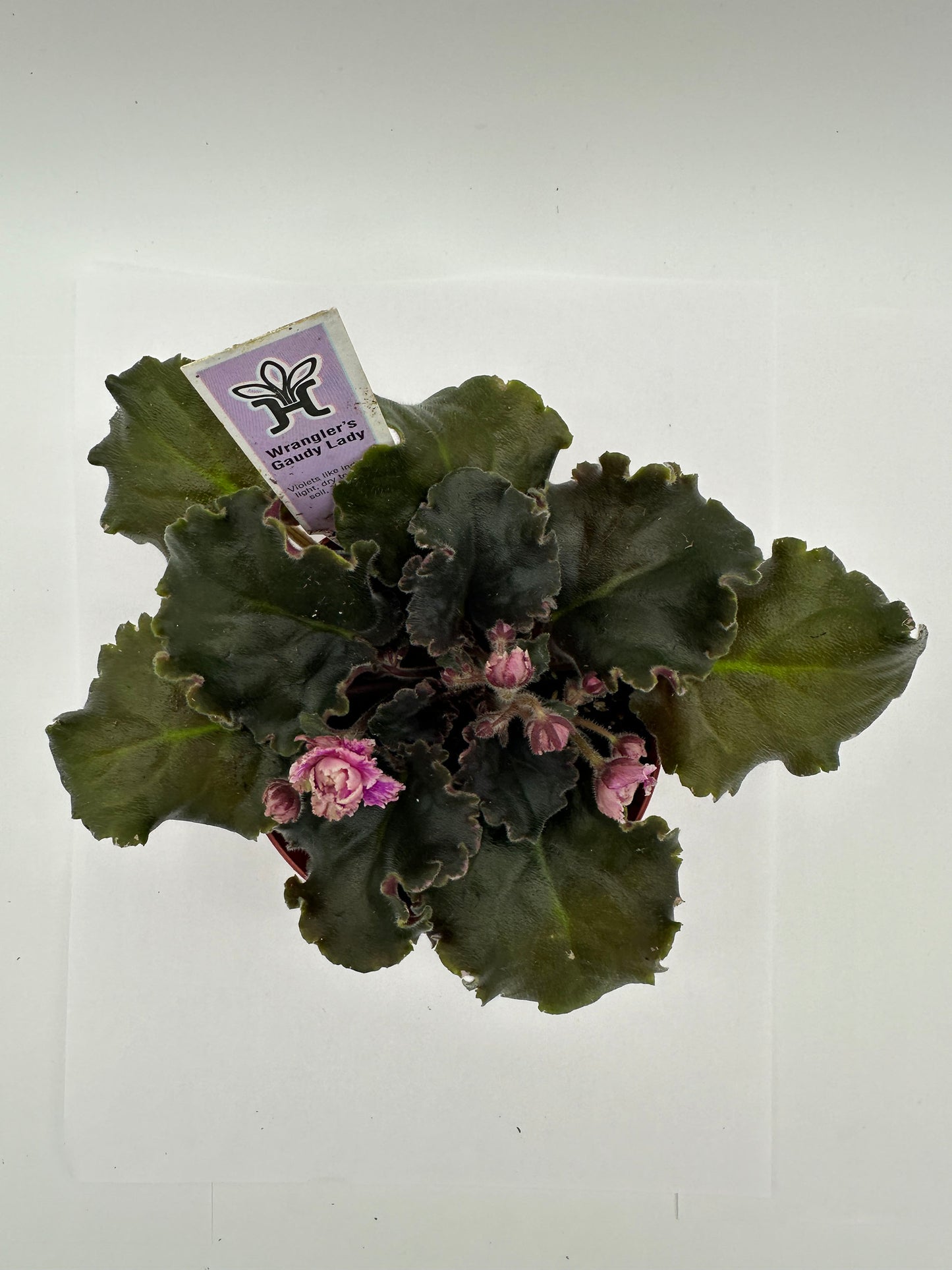 Wrangler's Gaudy Lady - Live African Violet 4"