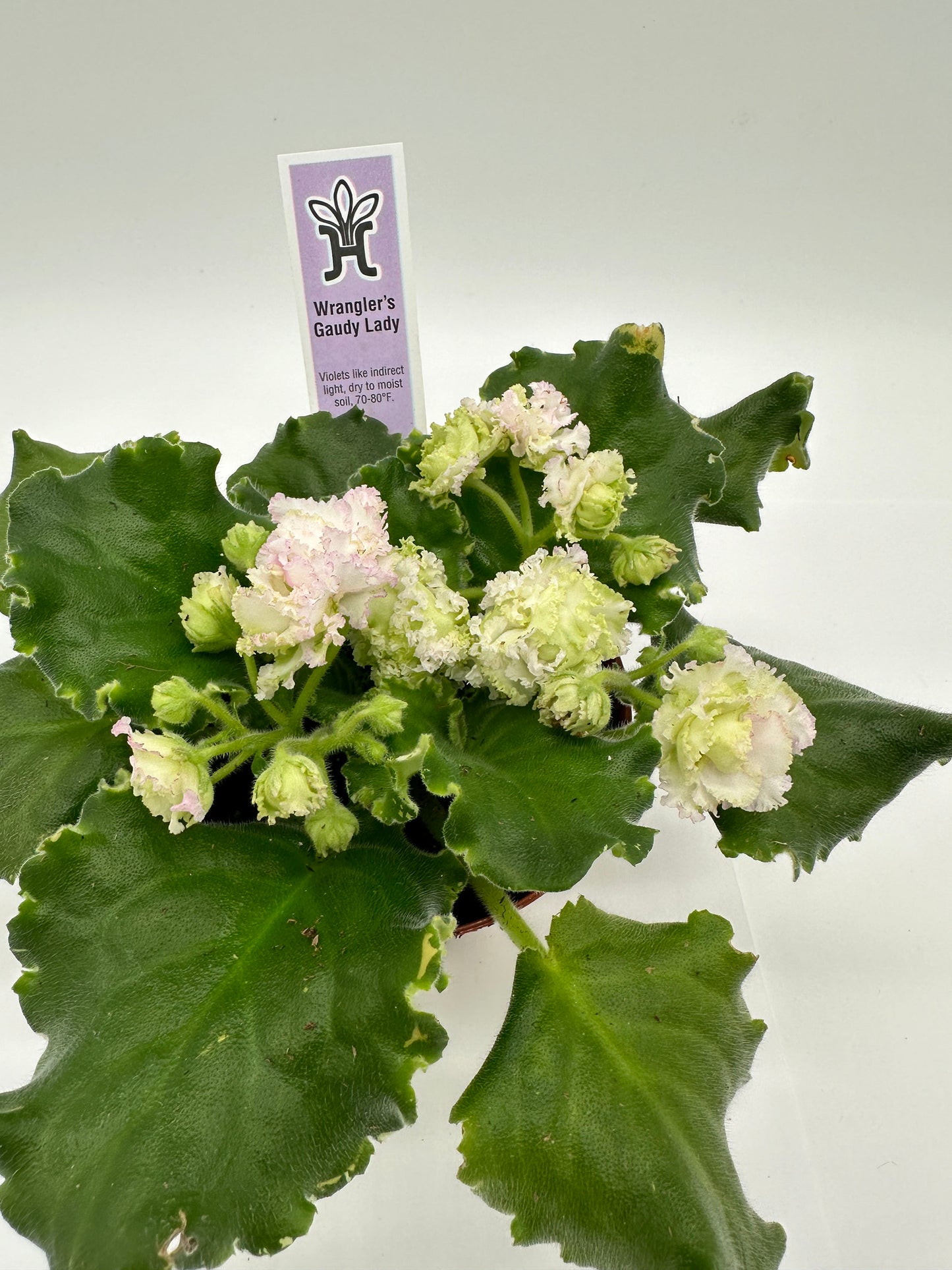 Wrangler's Gaudy Lady - White Hybrid - Live African Violet 4"