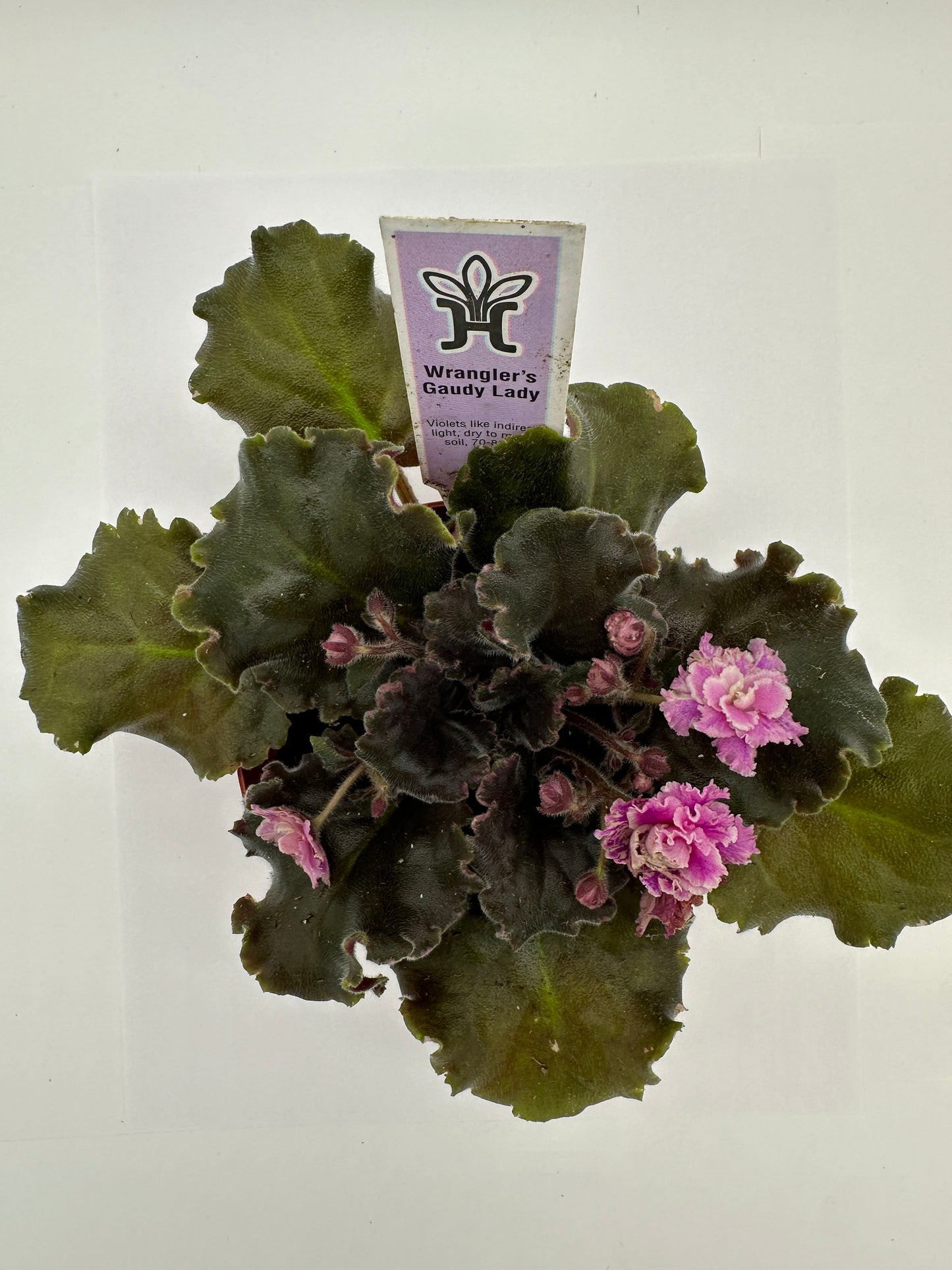 Wrangler's Gaudy Lady - Live African Violet 4"