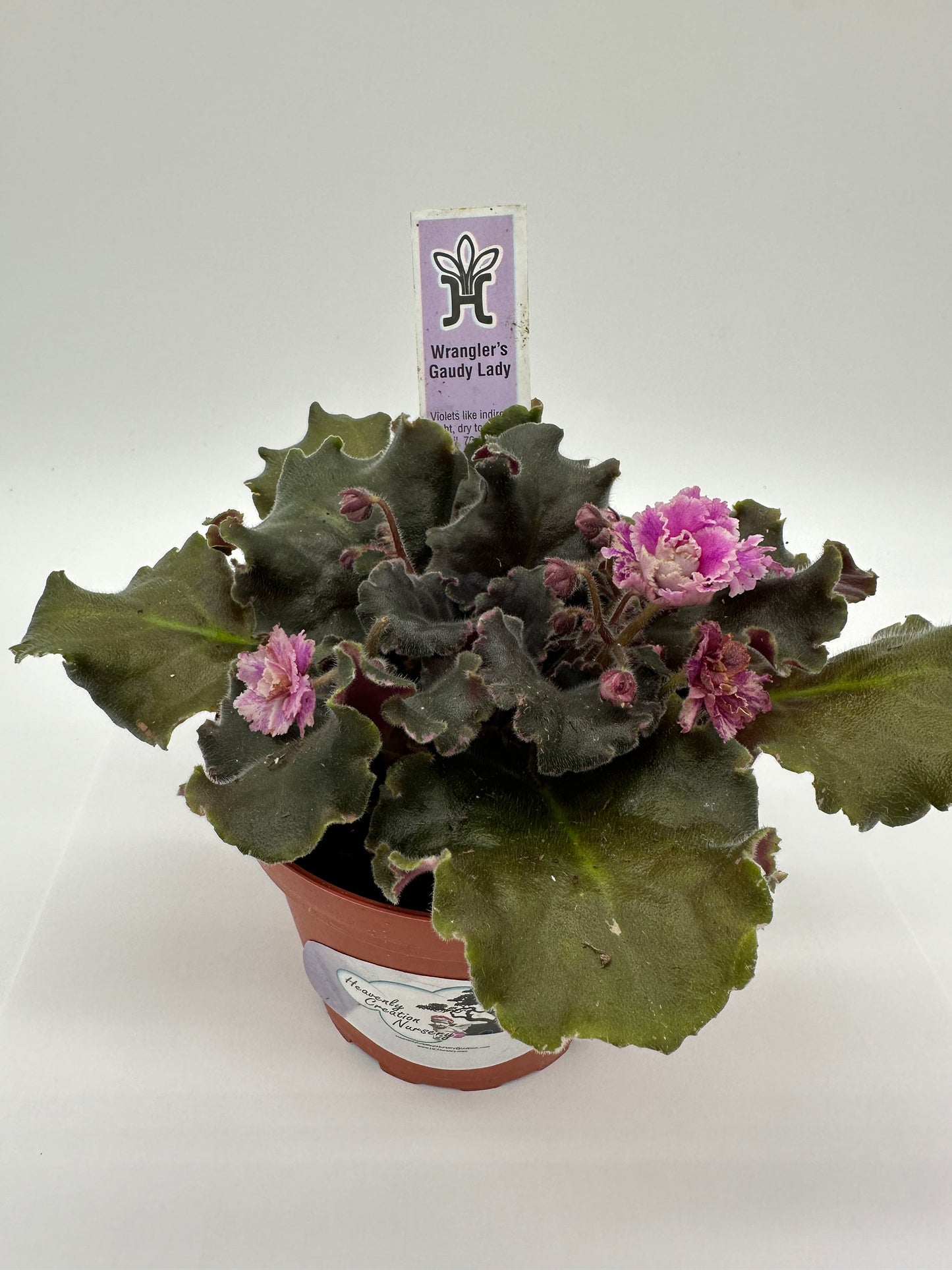 Wrangler's Gaudy Lady - Live African Violet 4"
