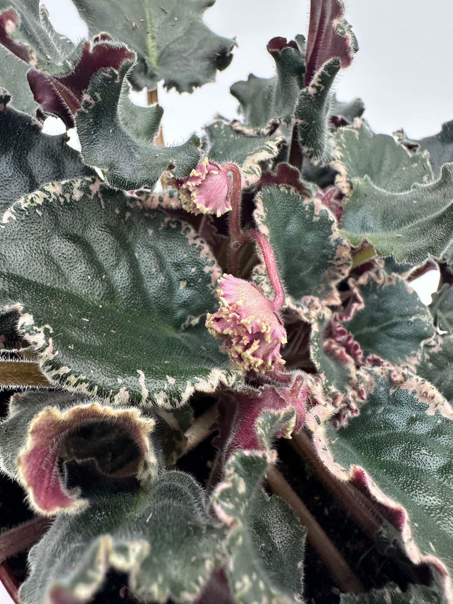 Wrangler's Gaudy Lady - Live African Violet 6"