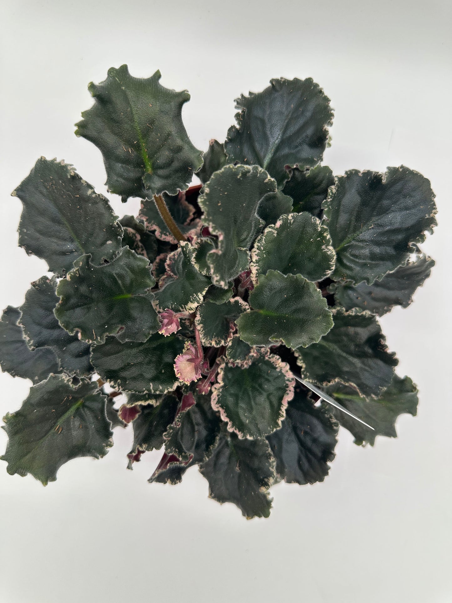 Wrangler's Gaudy Lady - Live African Violet 6"