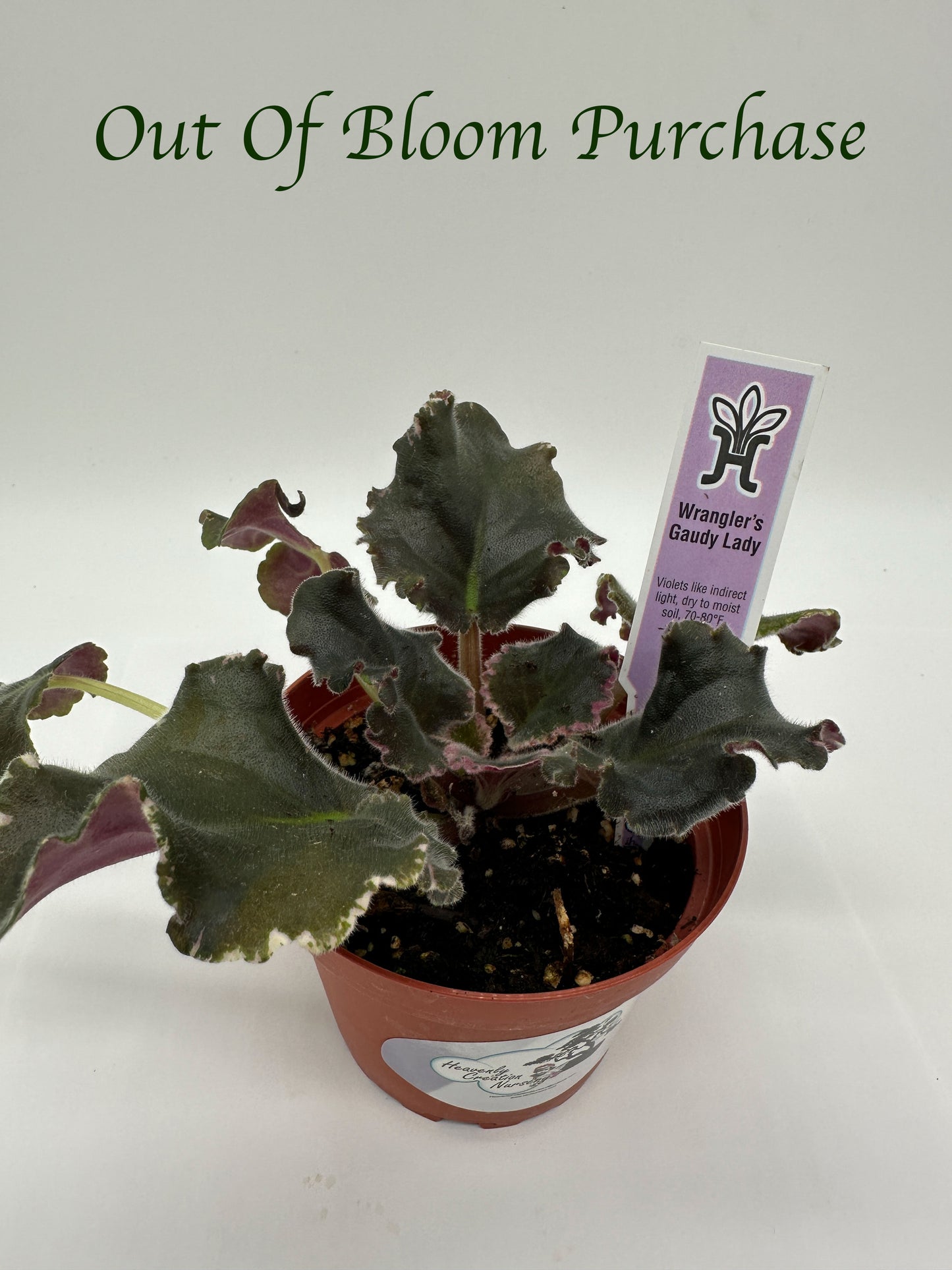 Wrangler's Gaudy Lady - Live African Violet 4"