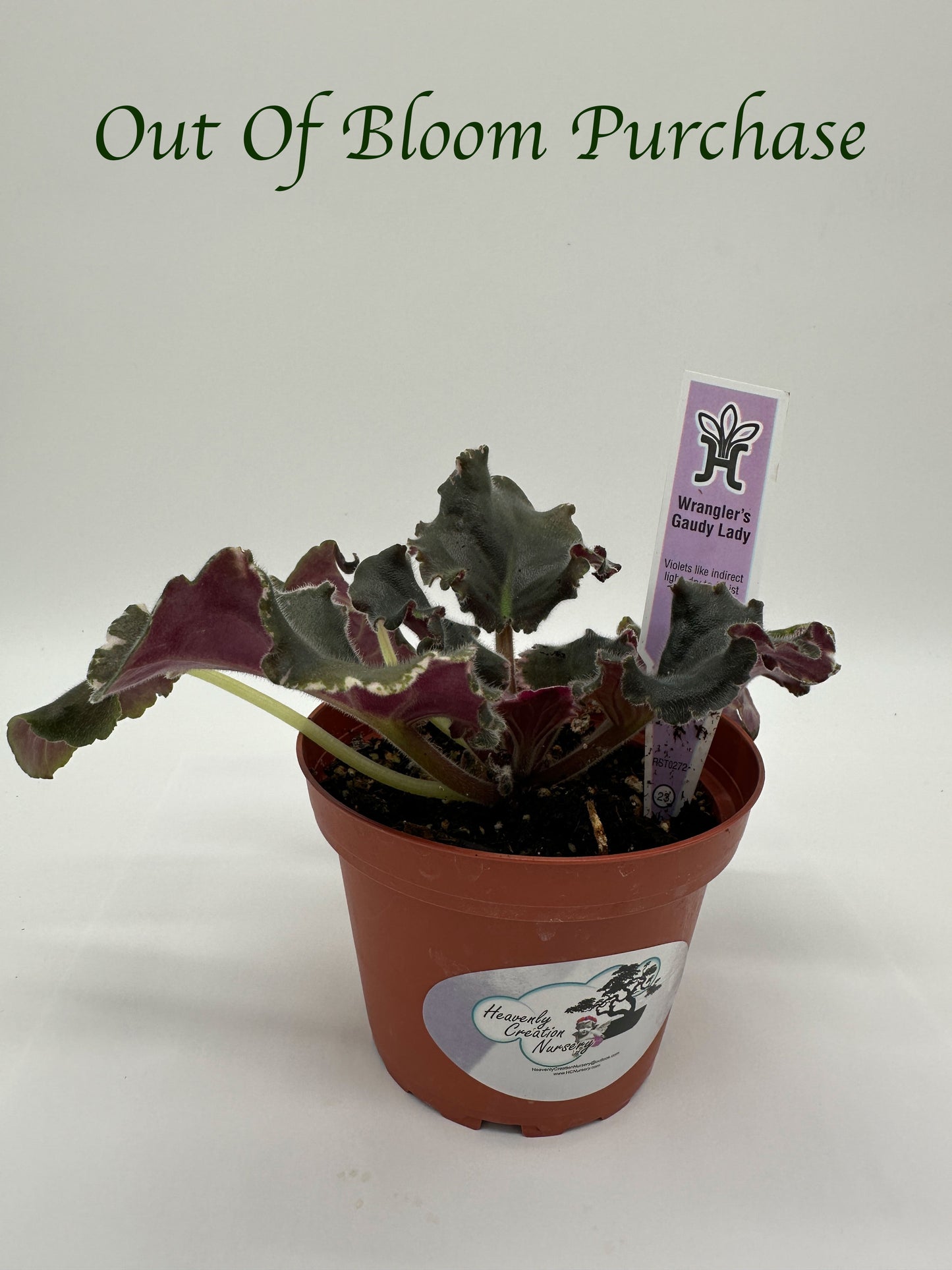 Wrangler's Gaudy Lady - Live African Violet 4"