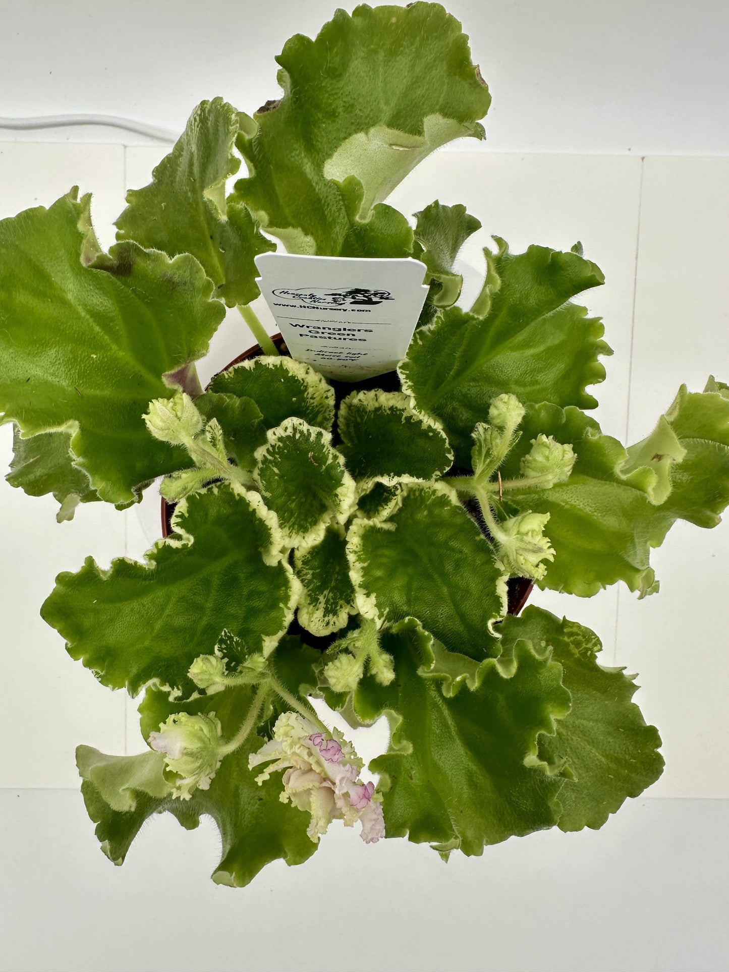 Wrangler's Green Pastures - Live African Violet 4"