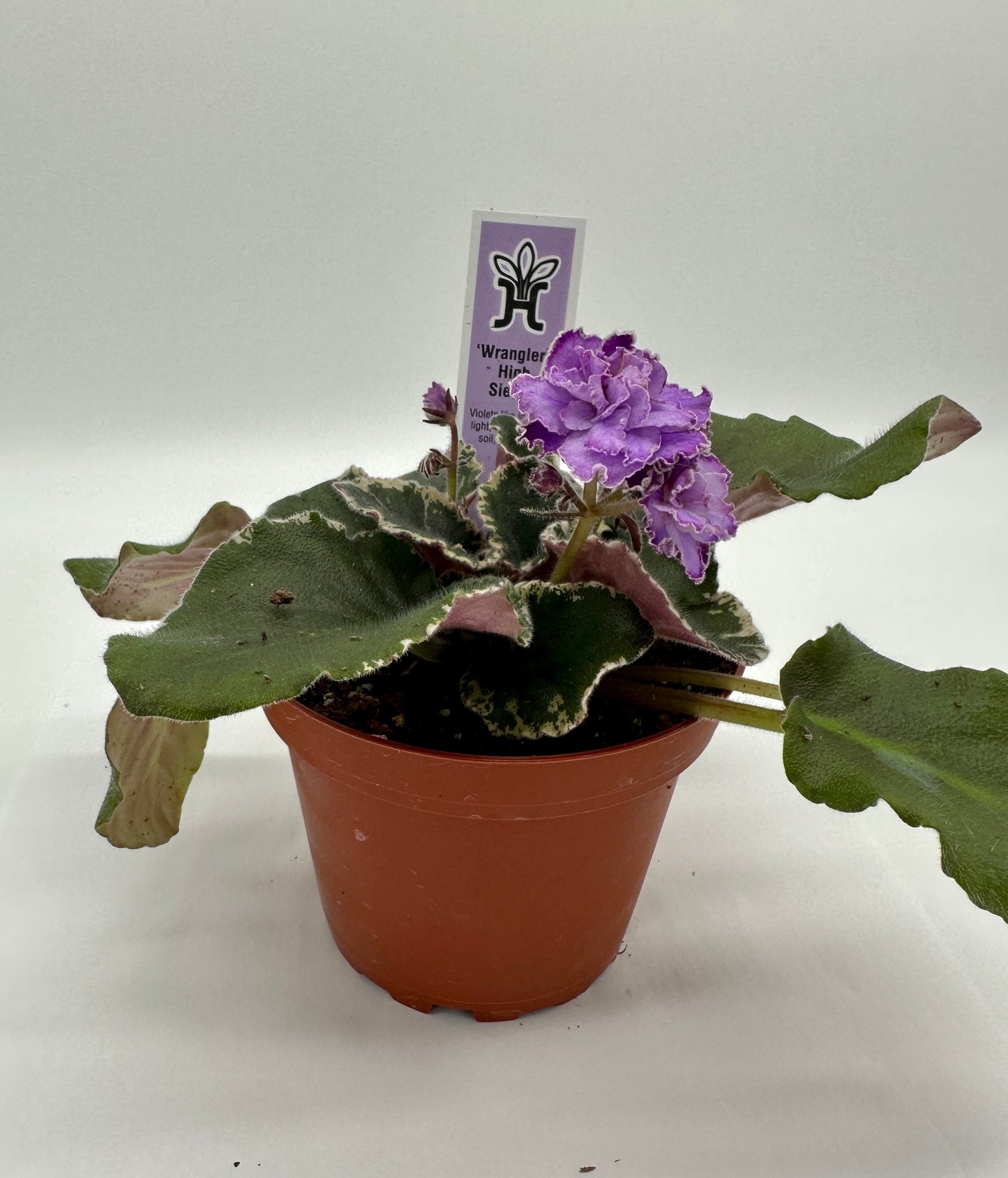 Wrangler's High Sierra - Live African Violet 4"