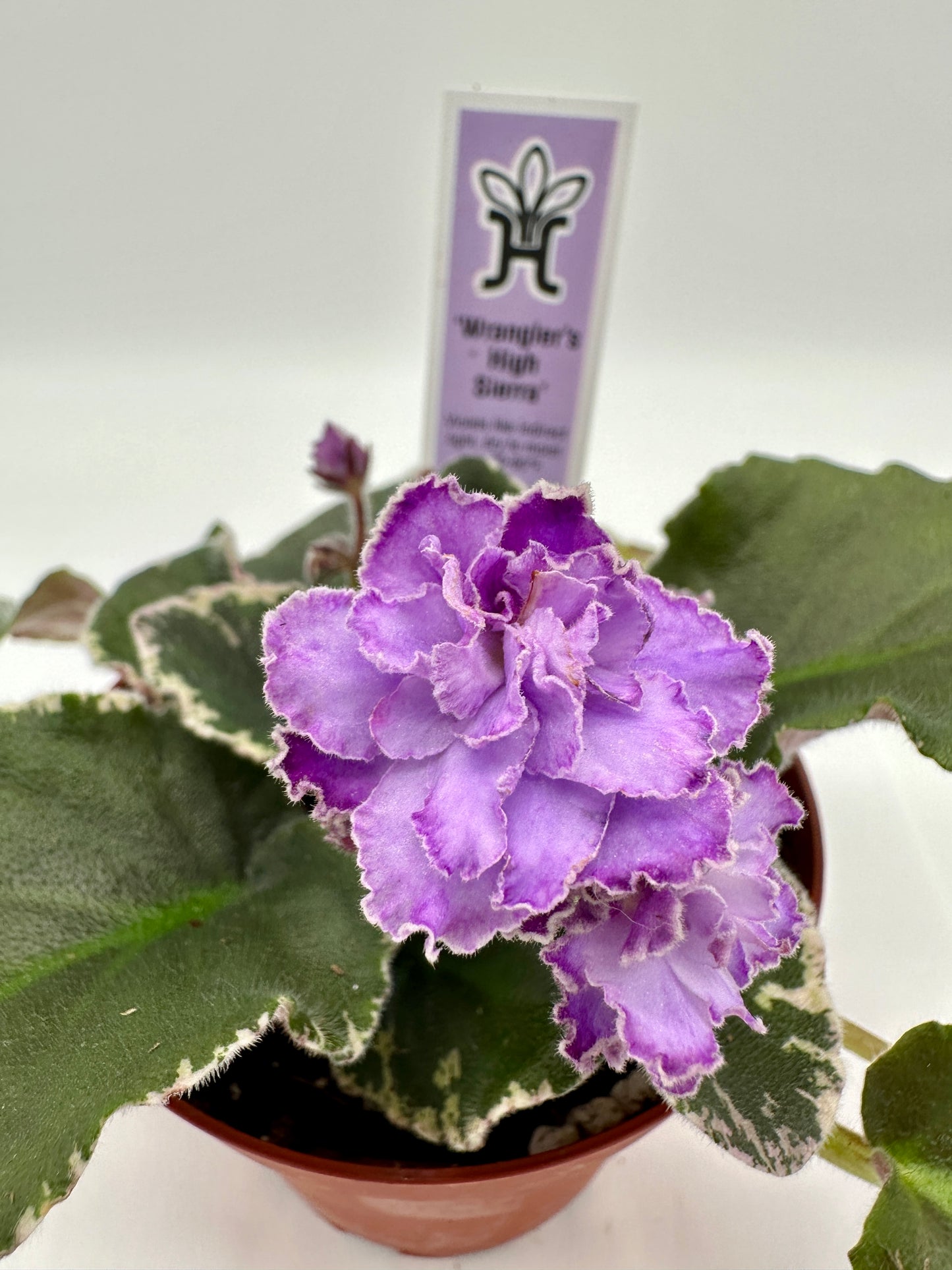 Wrangler's High Sierra - Live African Violet 4"