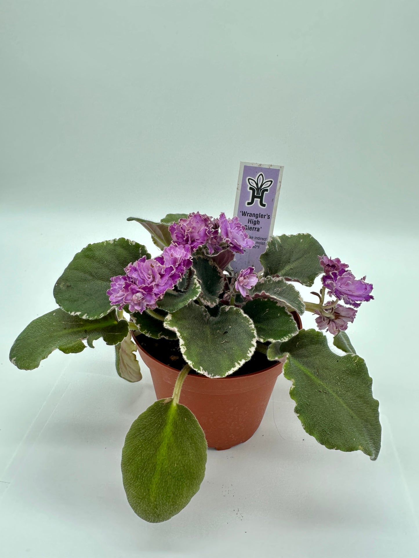 Wrangler's High Sierra - Live African Violet 4"