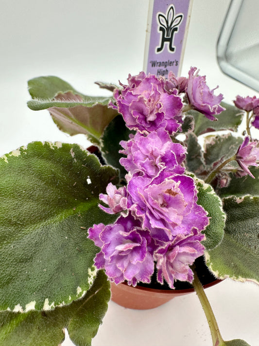 Wrangler's High Sierra - Live African Violet 4"