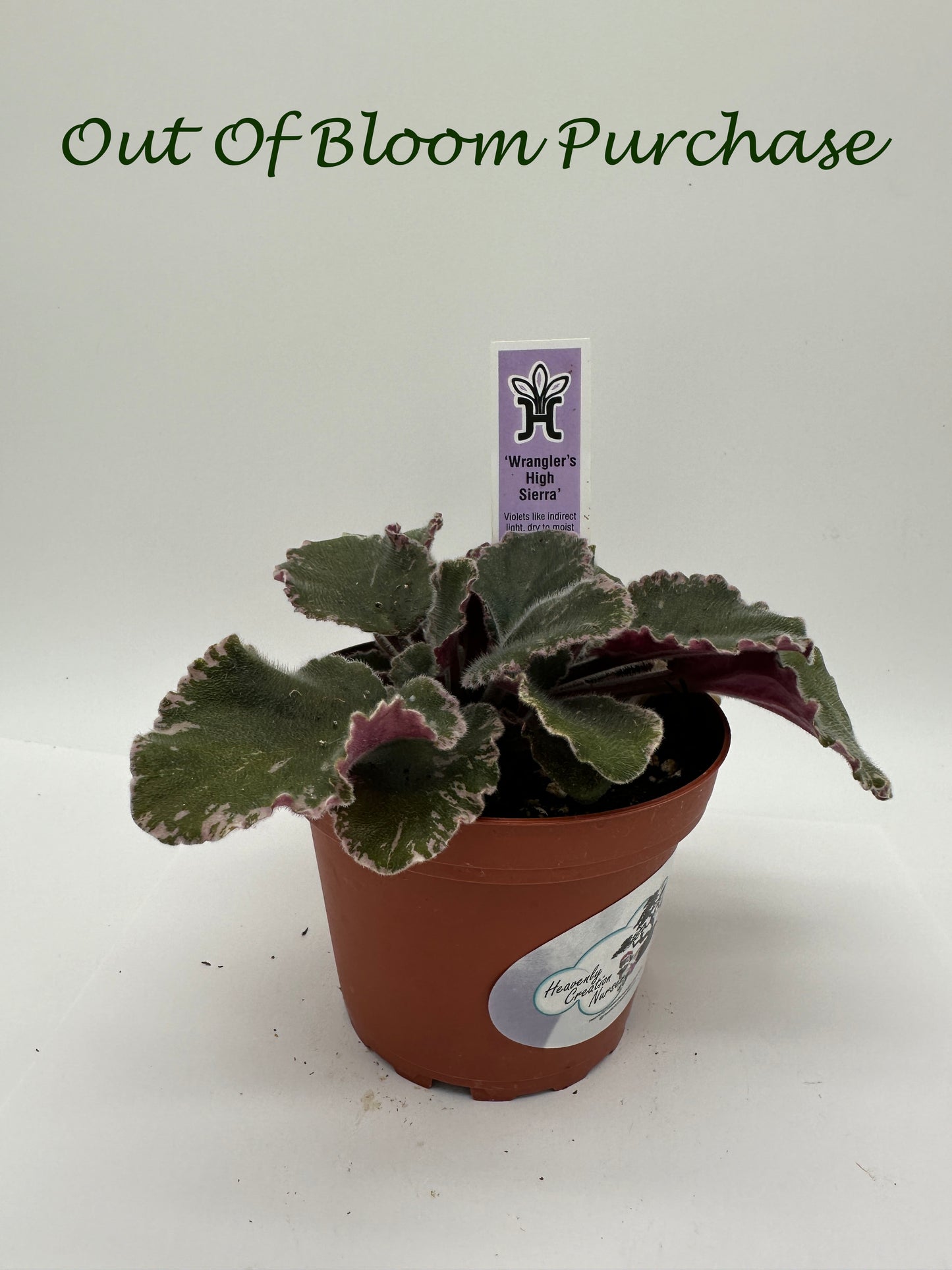 Wrangler's High Sierra - Live African Violet 4"