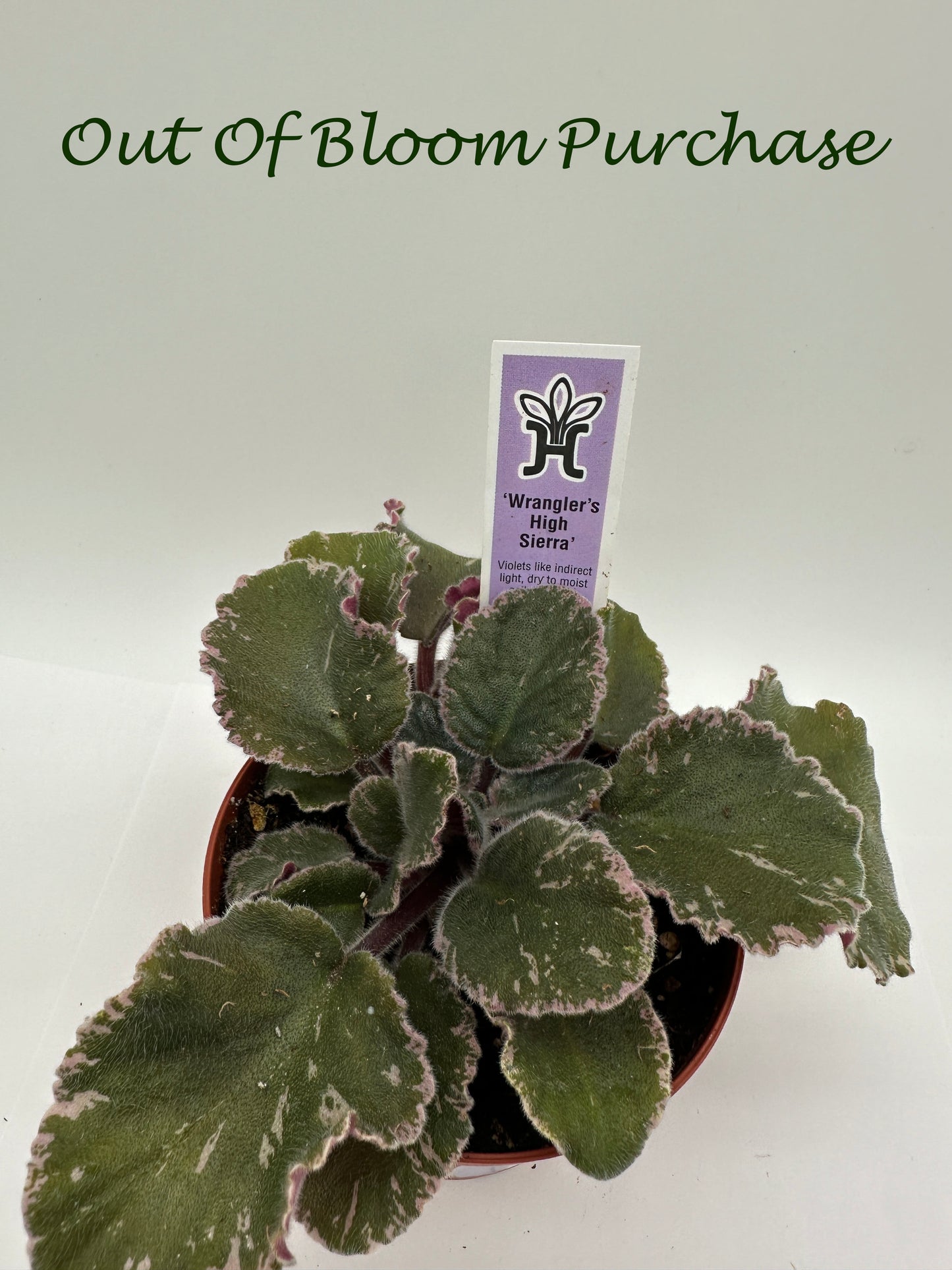 Wrangler's High Sierra - Live African Violet 4"