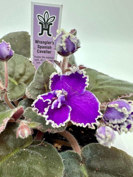 Wrangler's Spanish Cavalier - Live African Violet 4"