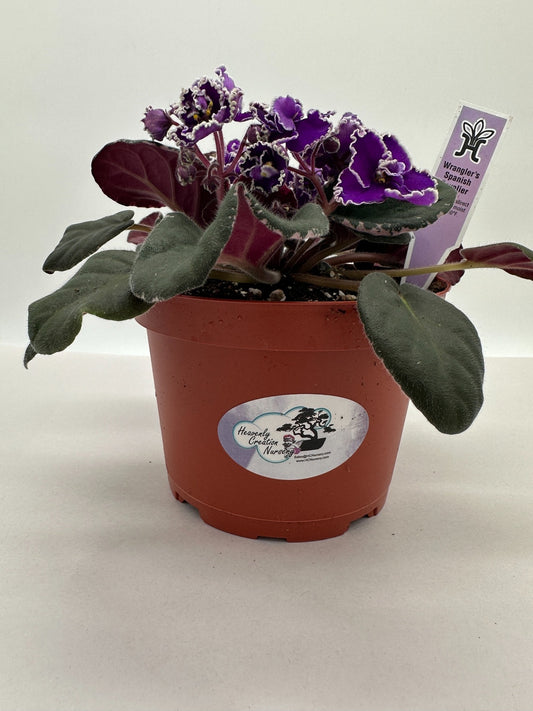 Wrangler's Spanish Cavalier - Live African Violet 6"