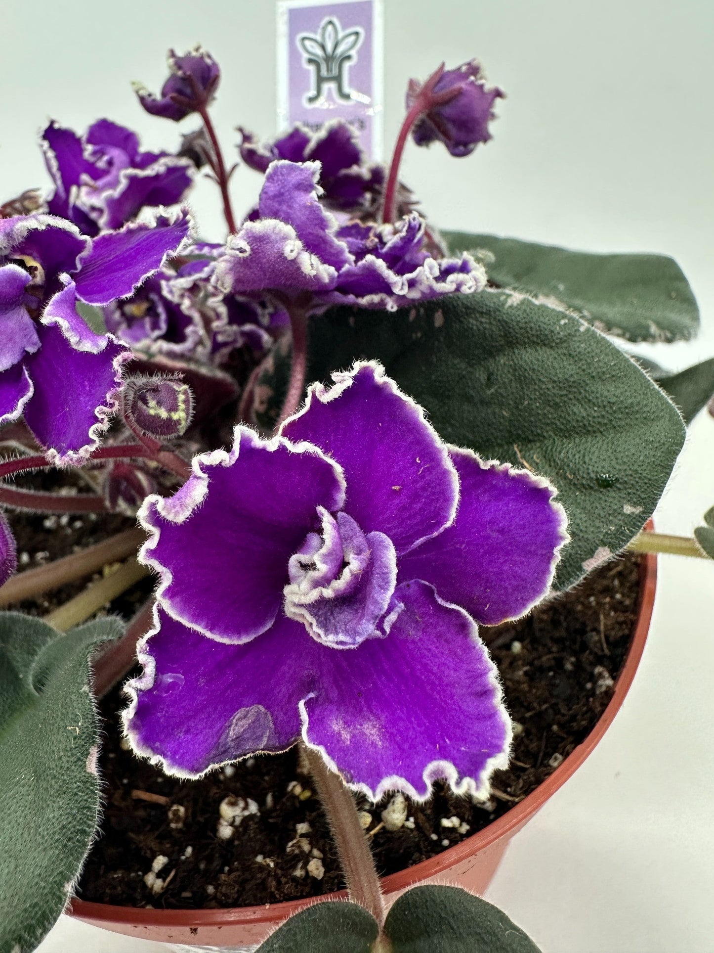 Wrangler's Spanish Cavalier - Live African Violet 6"