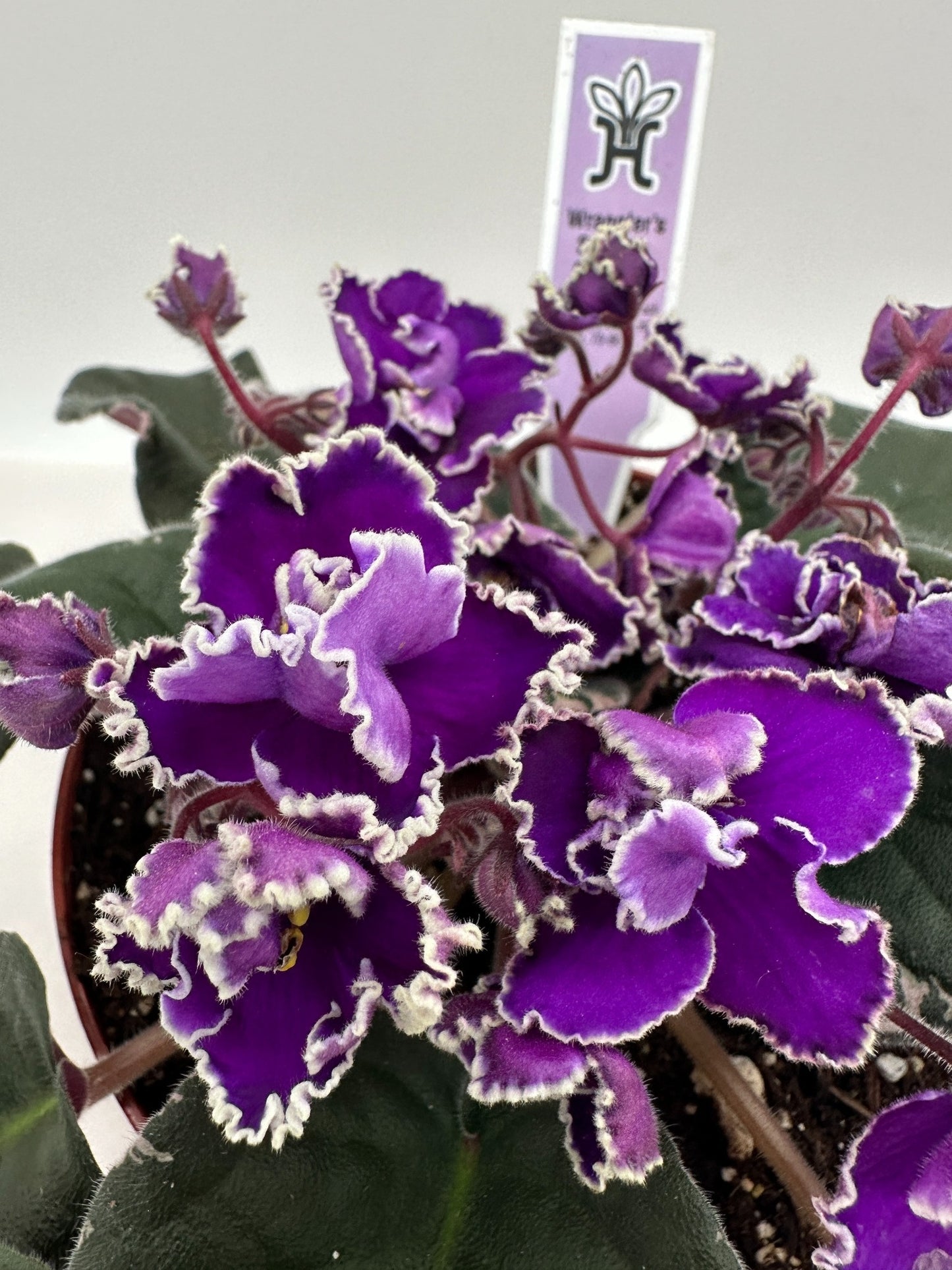 Wrangler's Spanish Cavalier - Live African Violet 6"