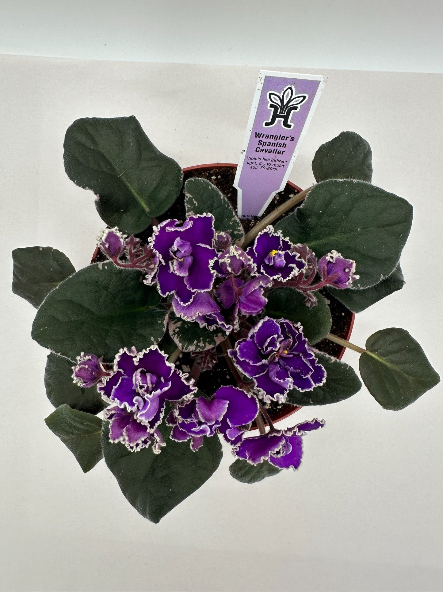 Wrangler's Spanish Cavalier - Live African Violet 6"