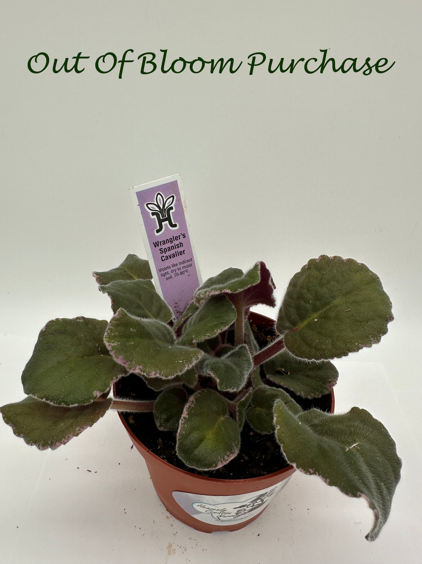 Wrangler's Spanish Cavalier - Live African Violet 4"