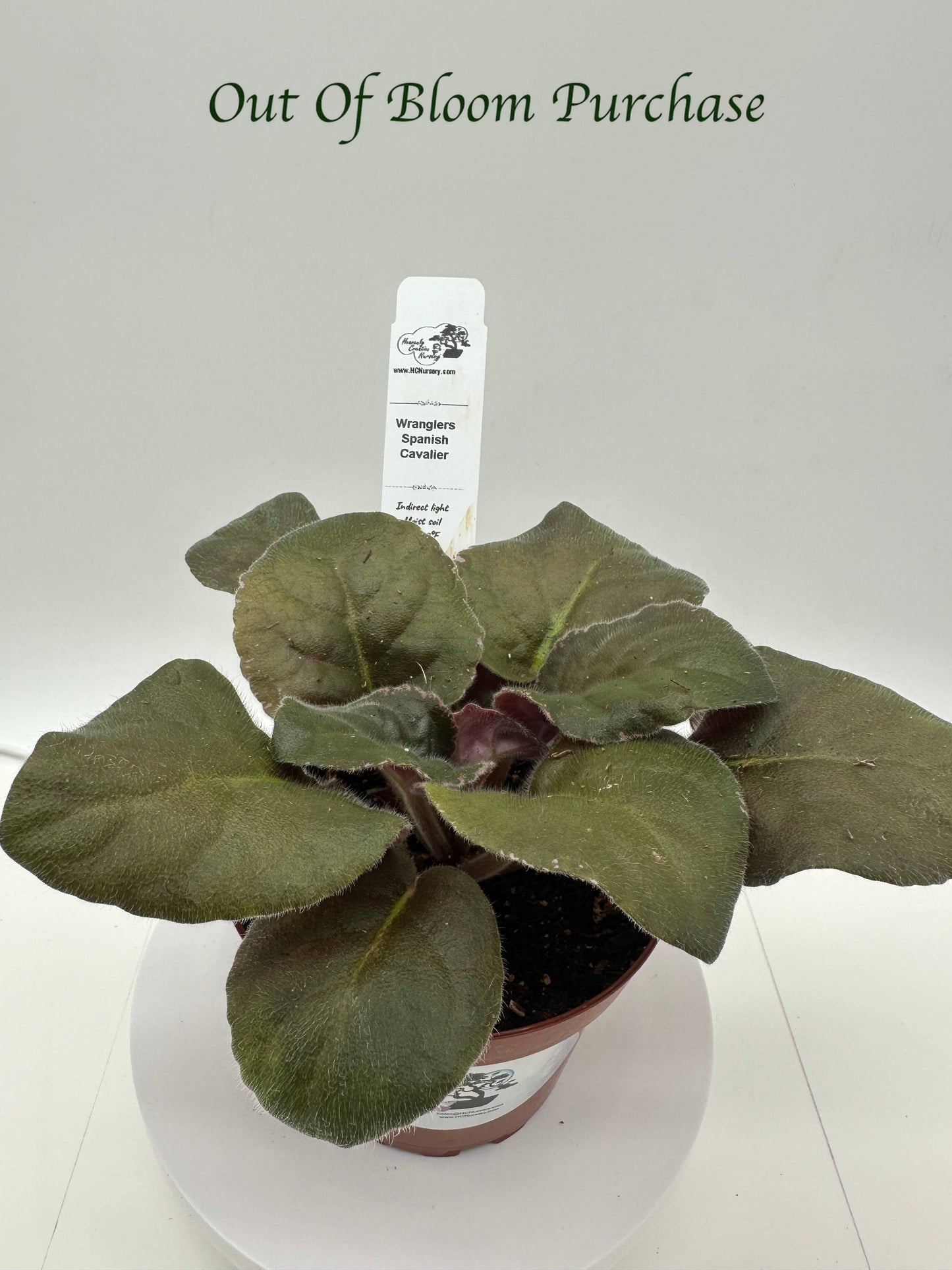 Wrangler's Spanish Cavalier - Live African Violet 4"