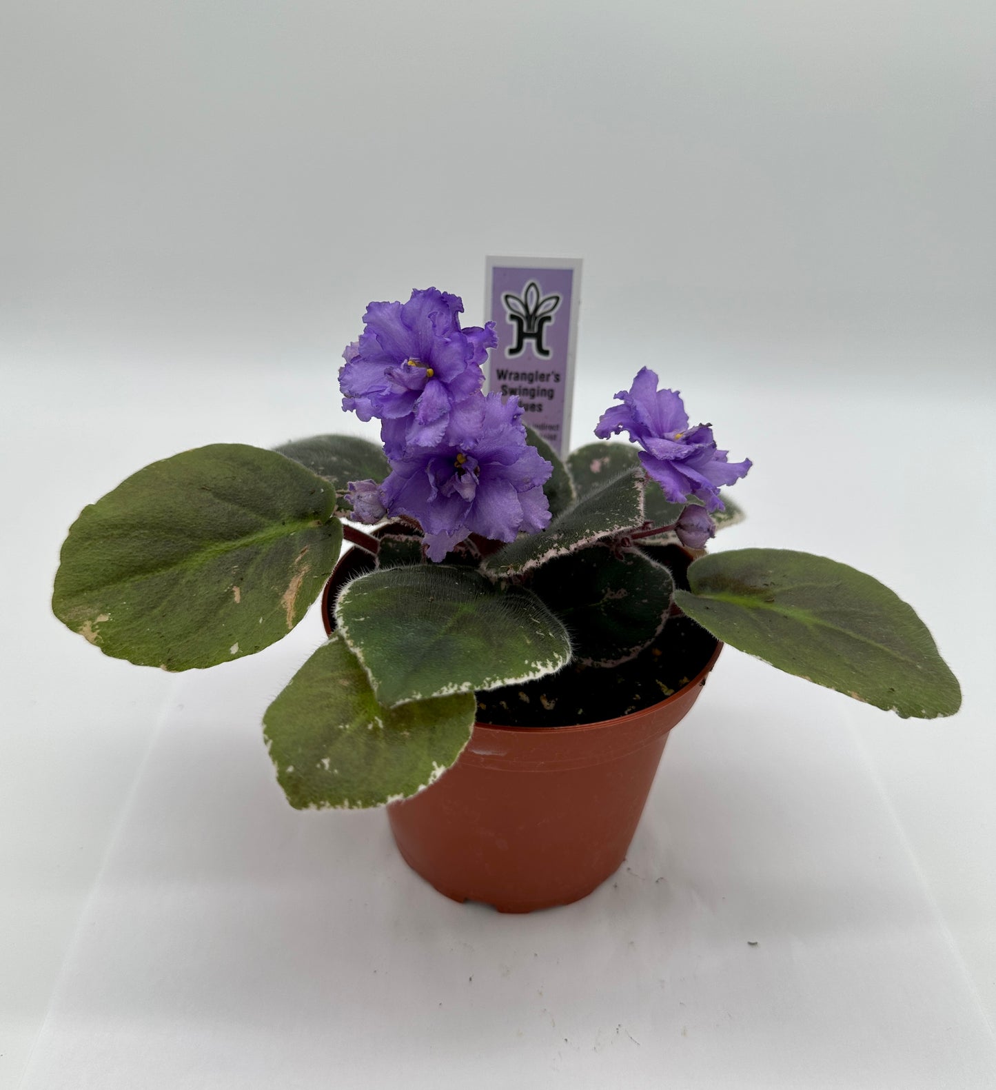Wrangler's Swinging Blues - Live African Violet 4"