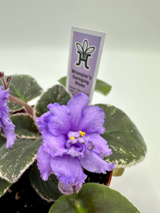 Wrangler's Swinging Blues - Live African Violet 4"