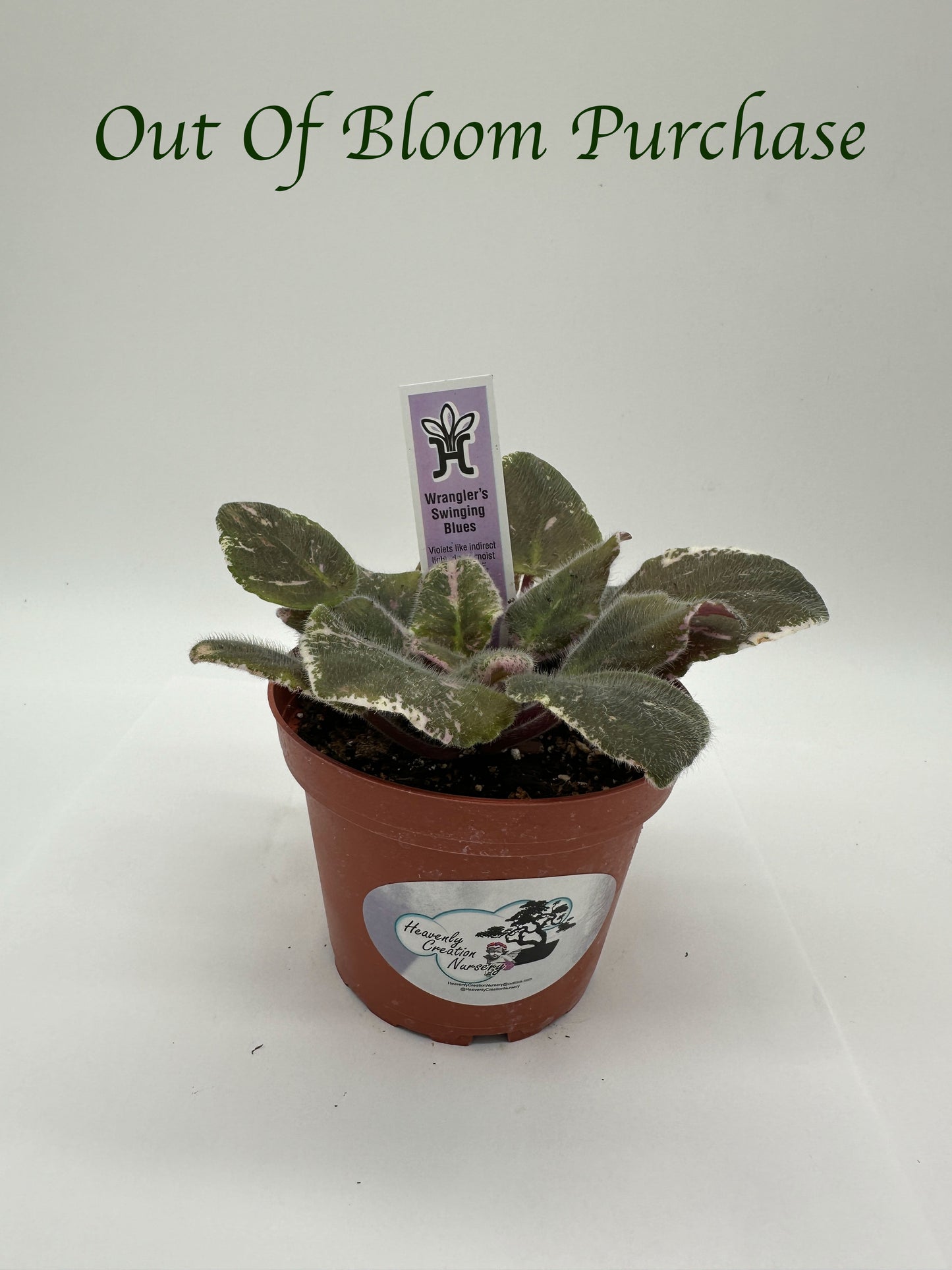 Wrangler's Swinging Blues - Live African Violet 4"