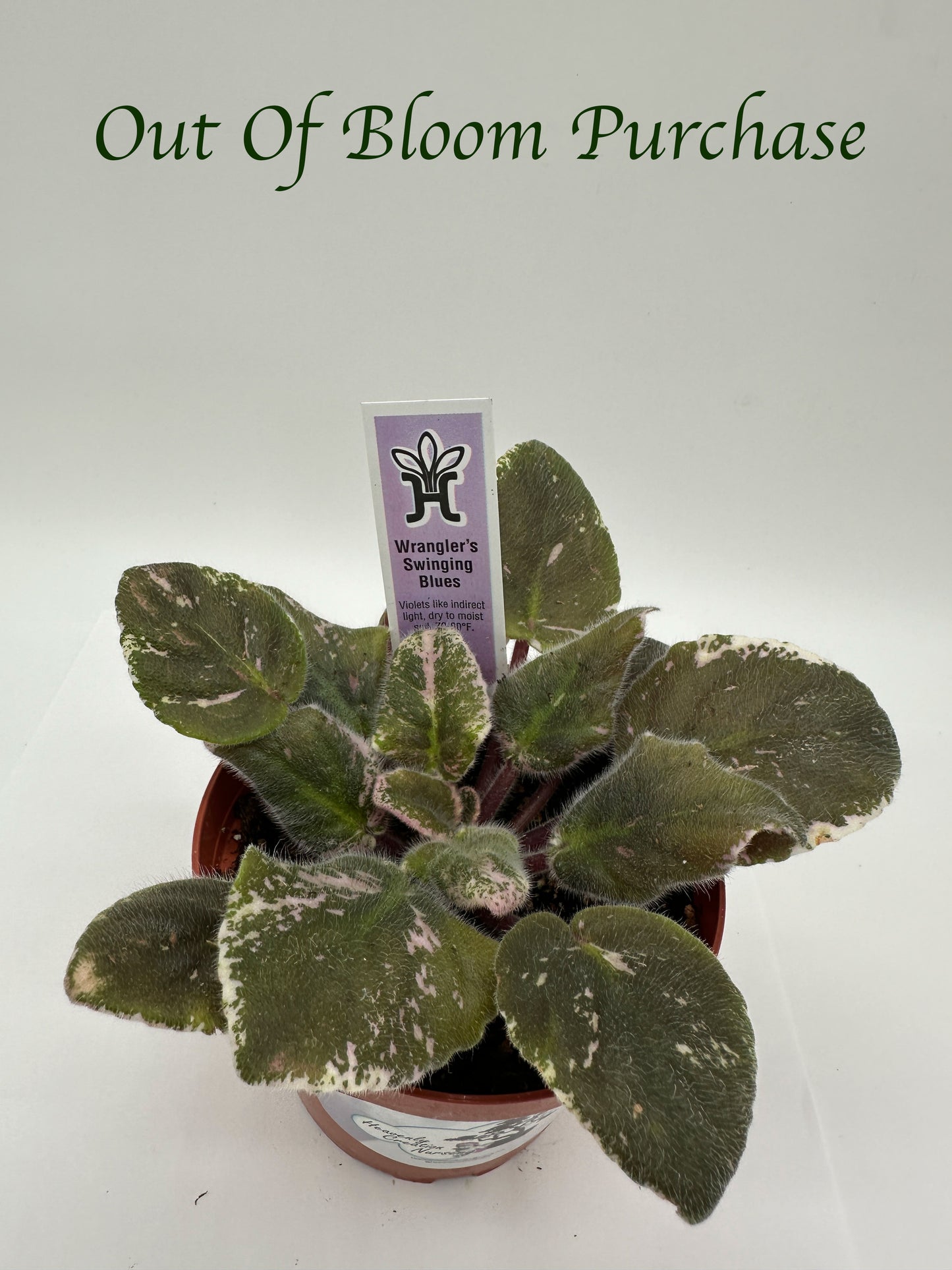 Wrangler's Swinging Blues - Live African Violet 4"