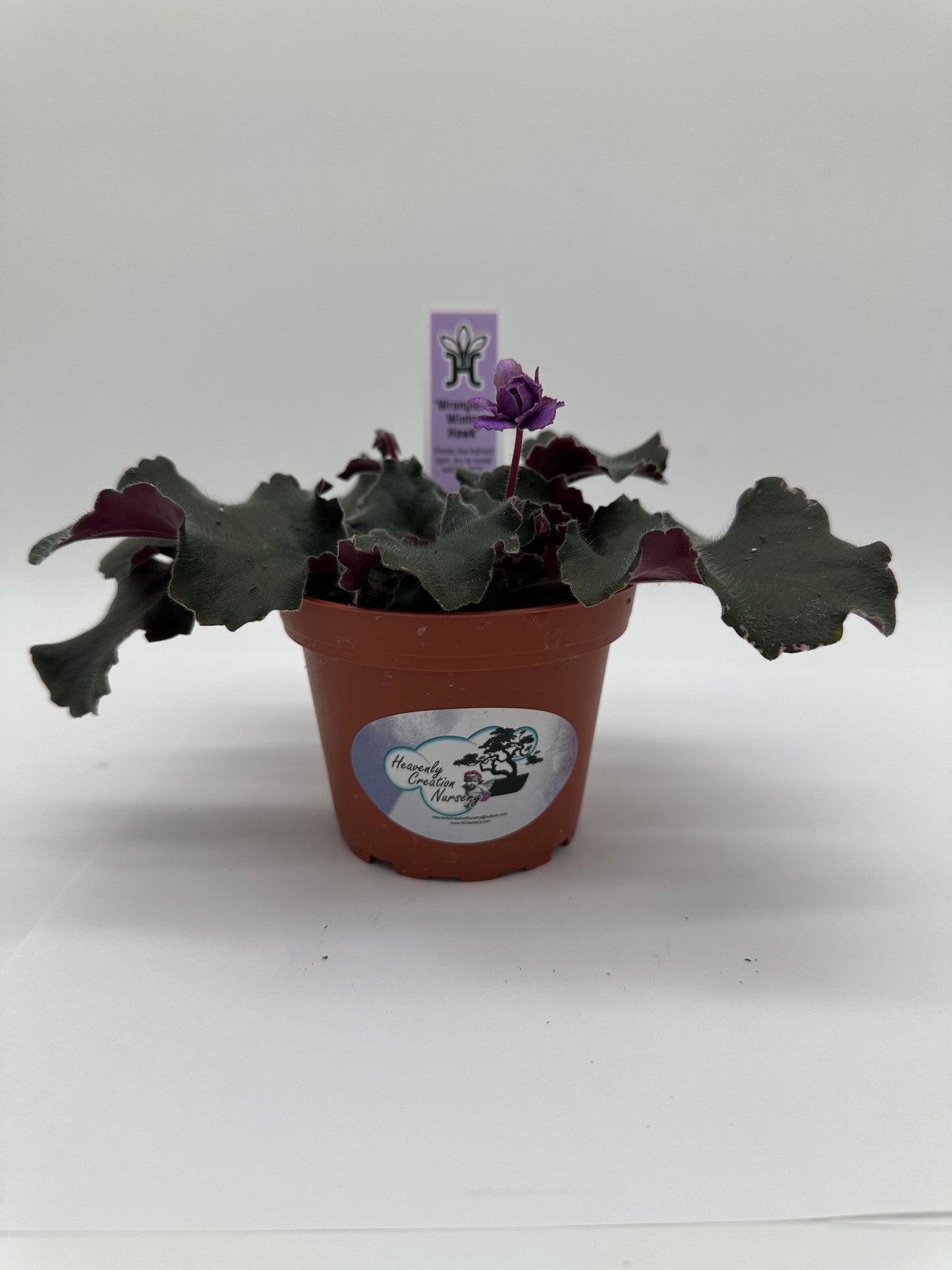 Wrangler's Winter Hawk - Live African Violet 4"