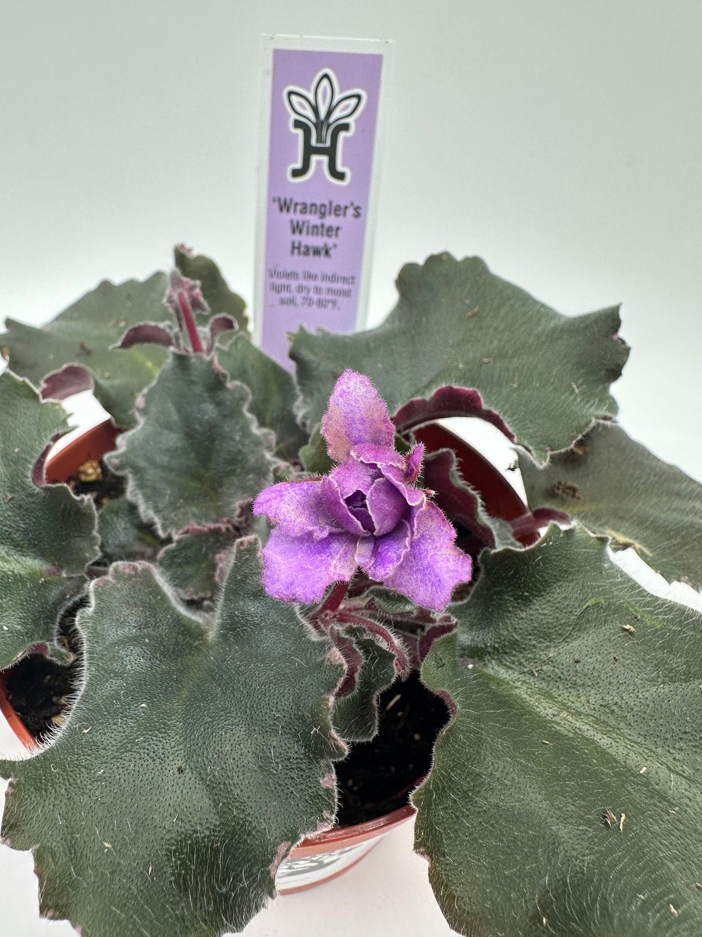 Wrangler's Winter Hawk - Live African Violet 4"