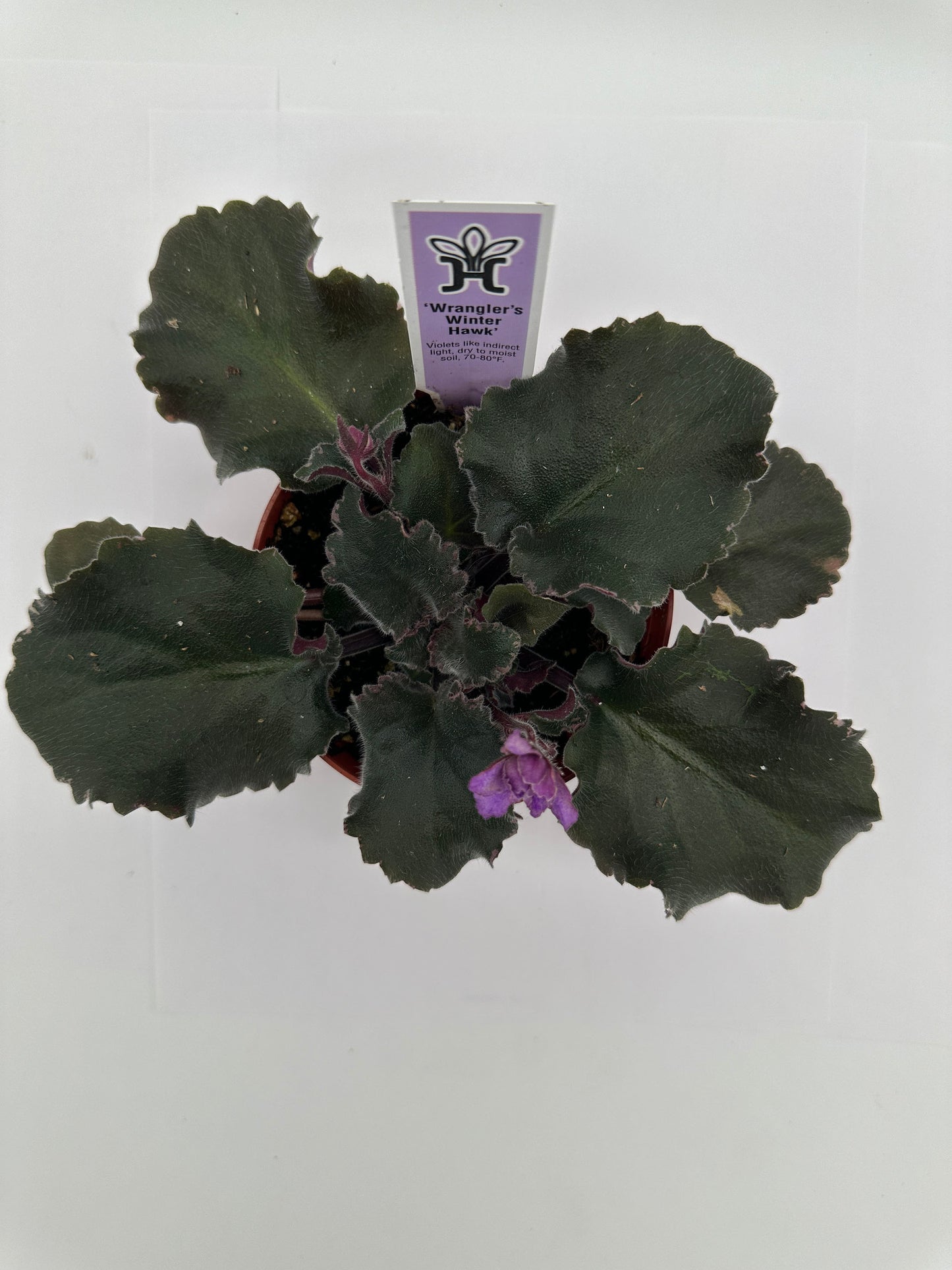 Wrangler's Winter Hawk - Live African Violet 4"