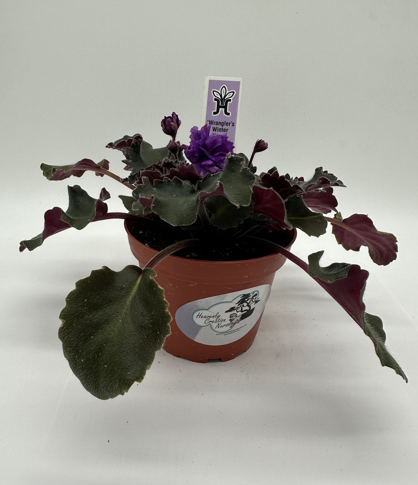 Wrangler's Winter Hawk - Live African Violet 4"
